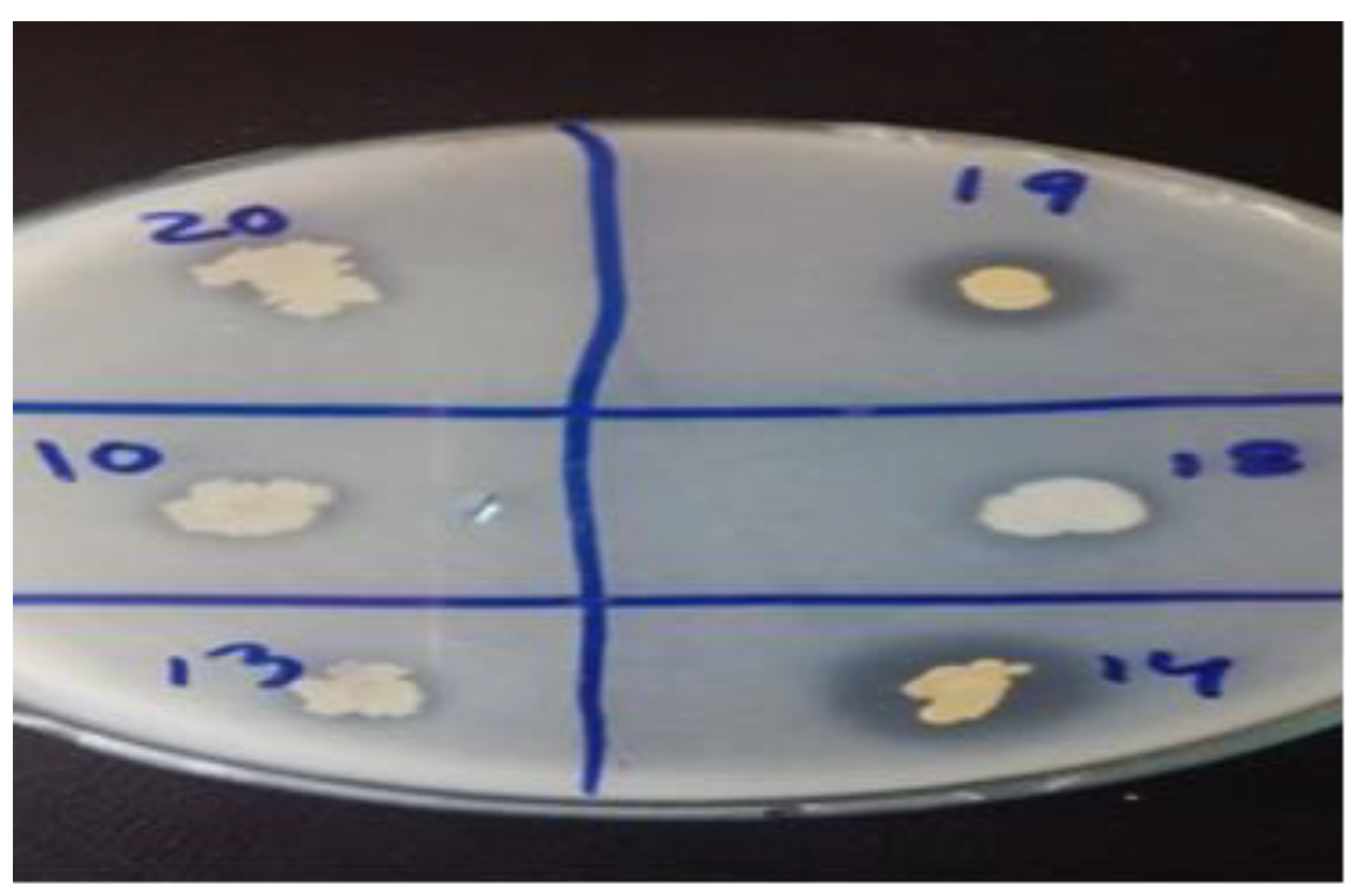 Plants 09 01629 g002