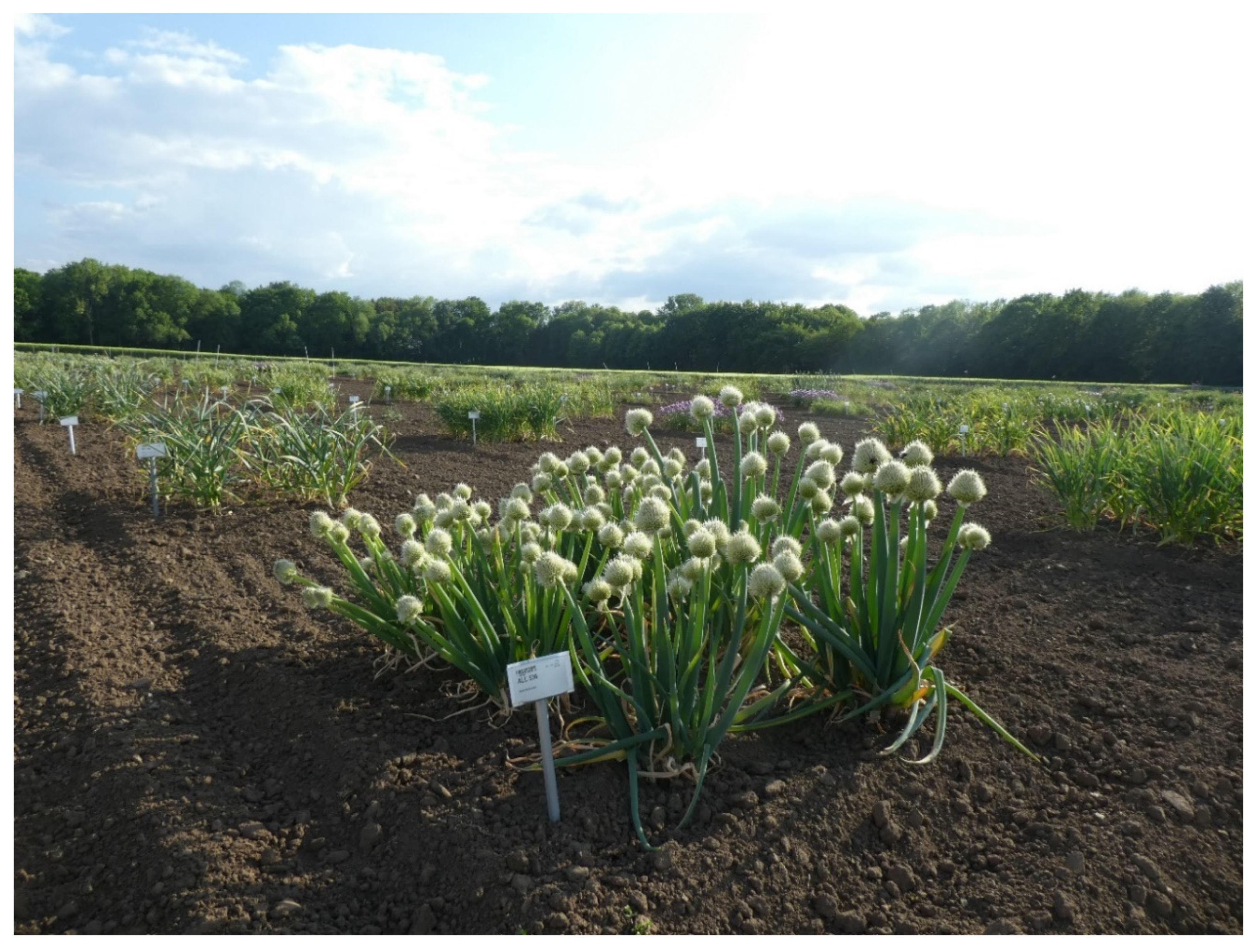 Plants 09 01634 g002 Plants 09 01634 g002