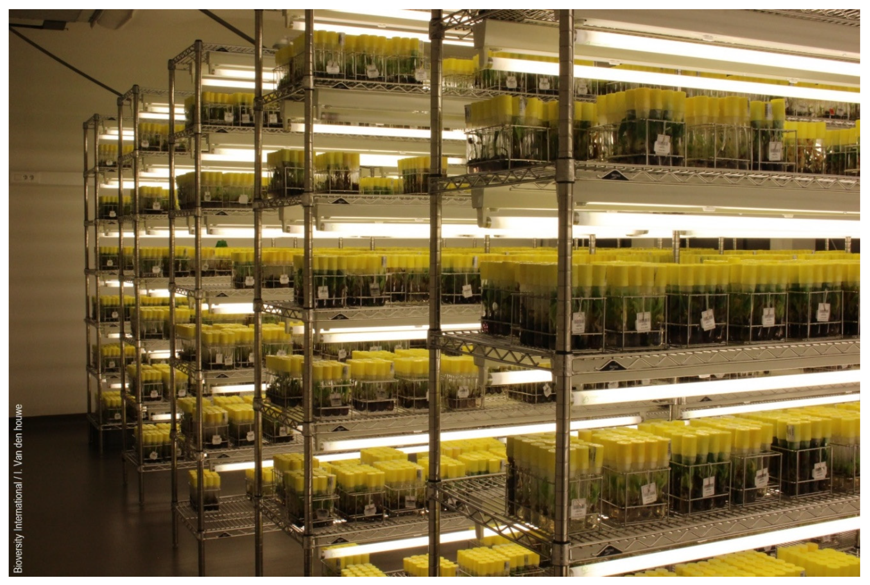 Plants 09 01634 g003 Plants 09 01634 g003