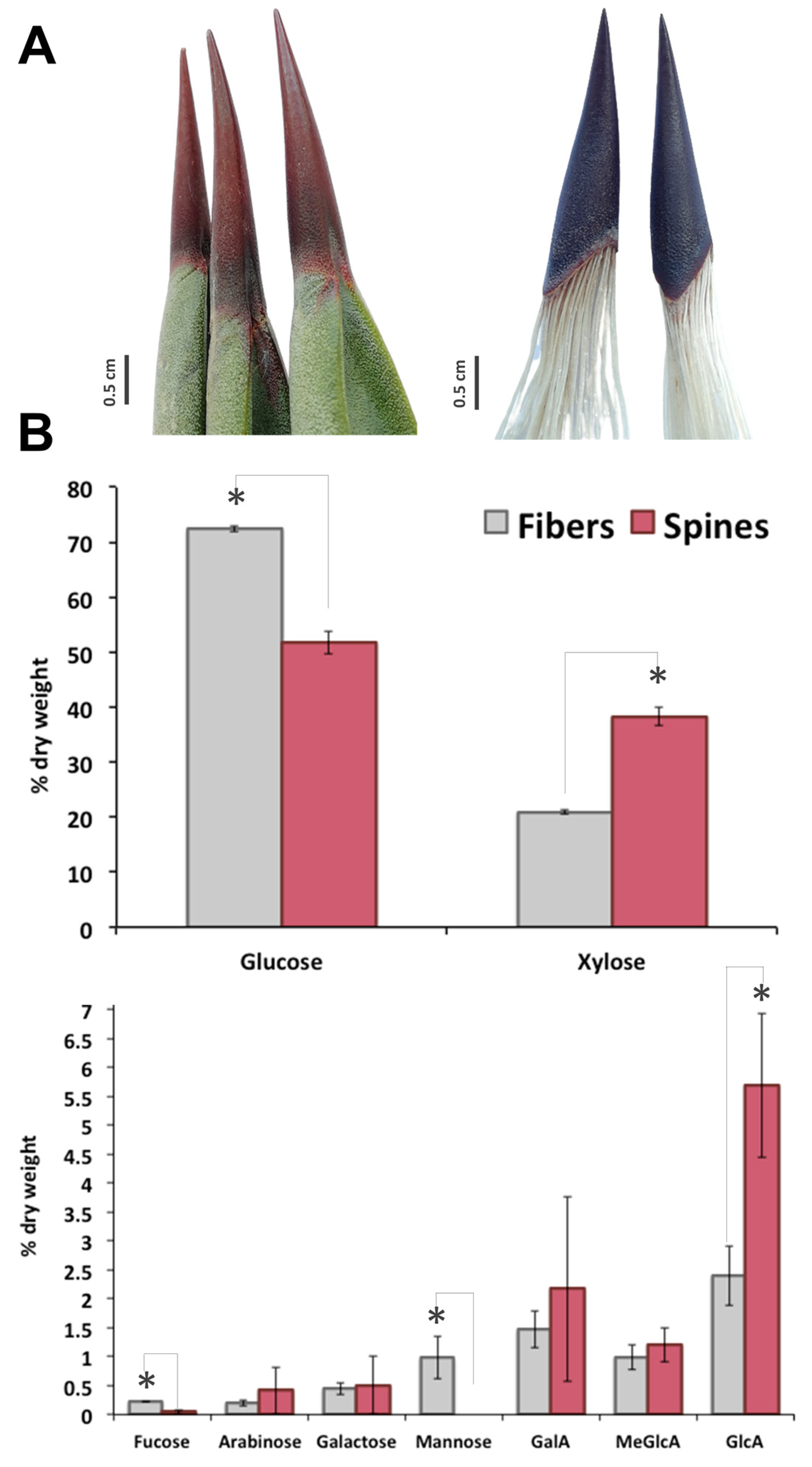Plants 09 01642 g001