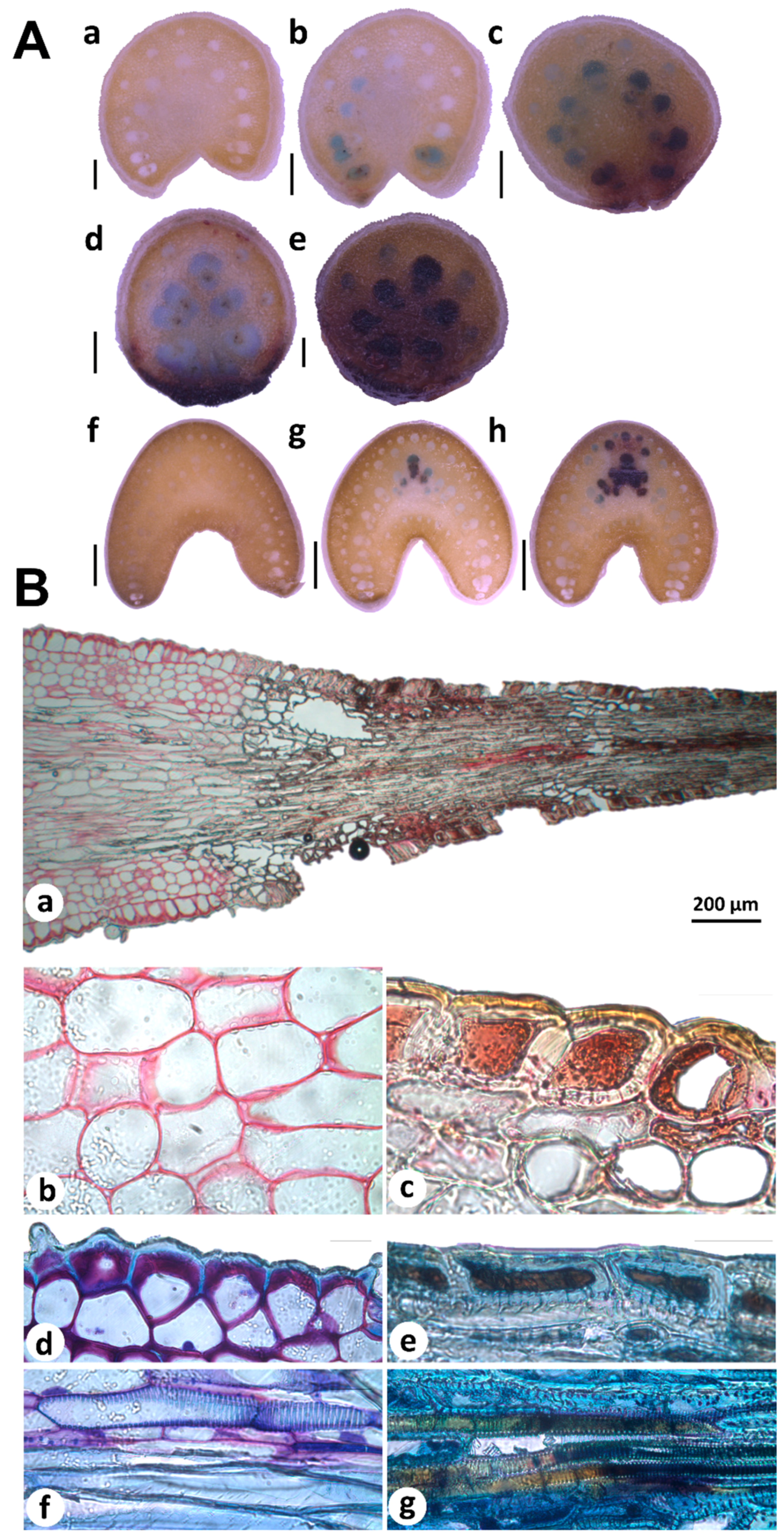 Plants 09 01642 g004
