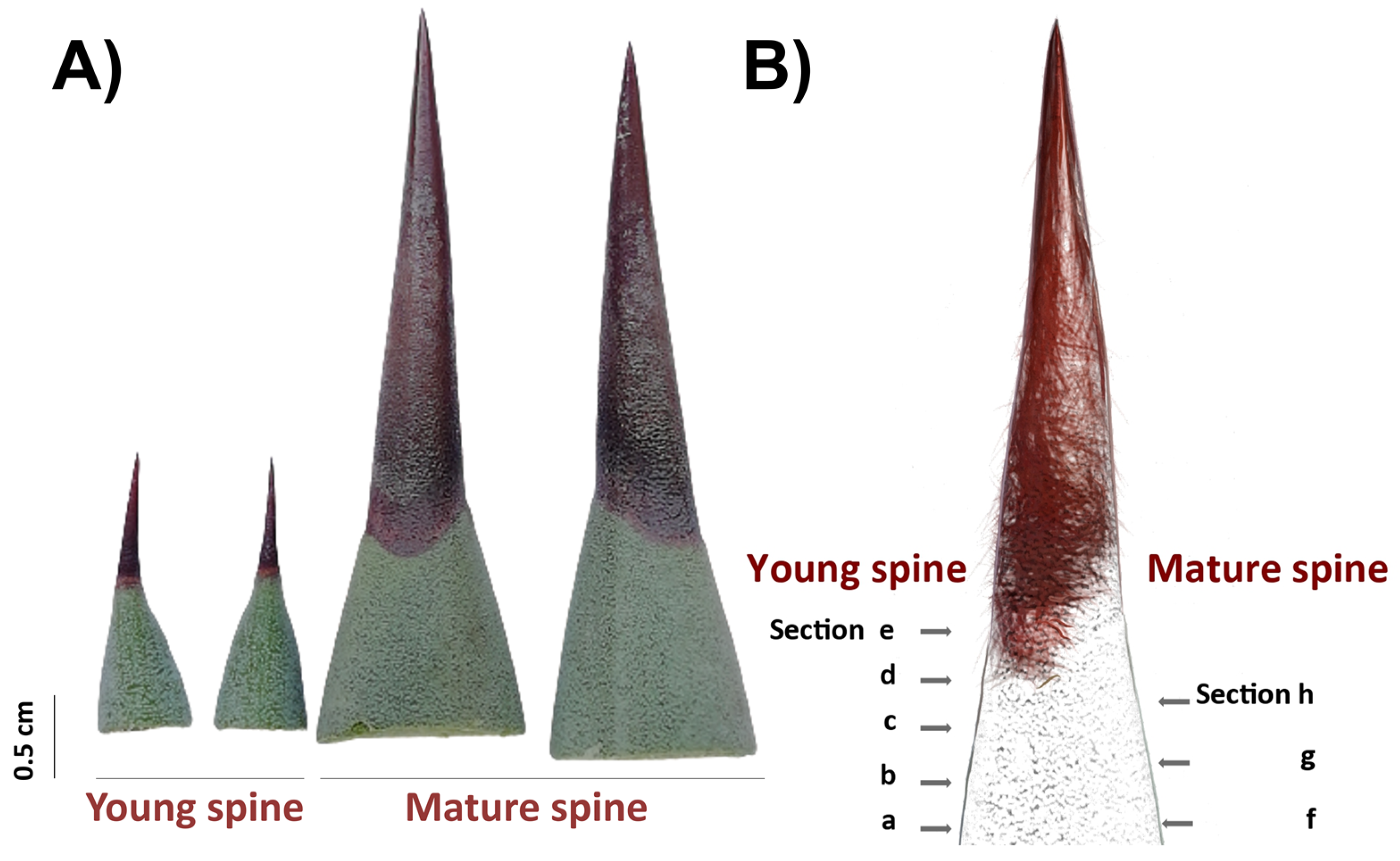 Plants 09 01642 g006