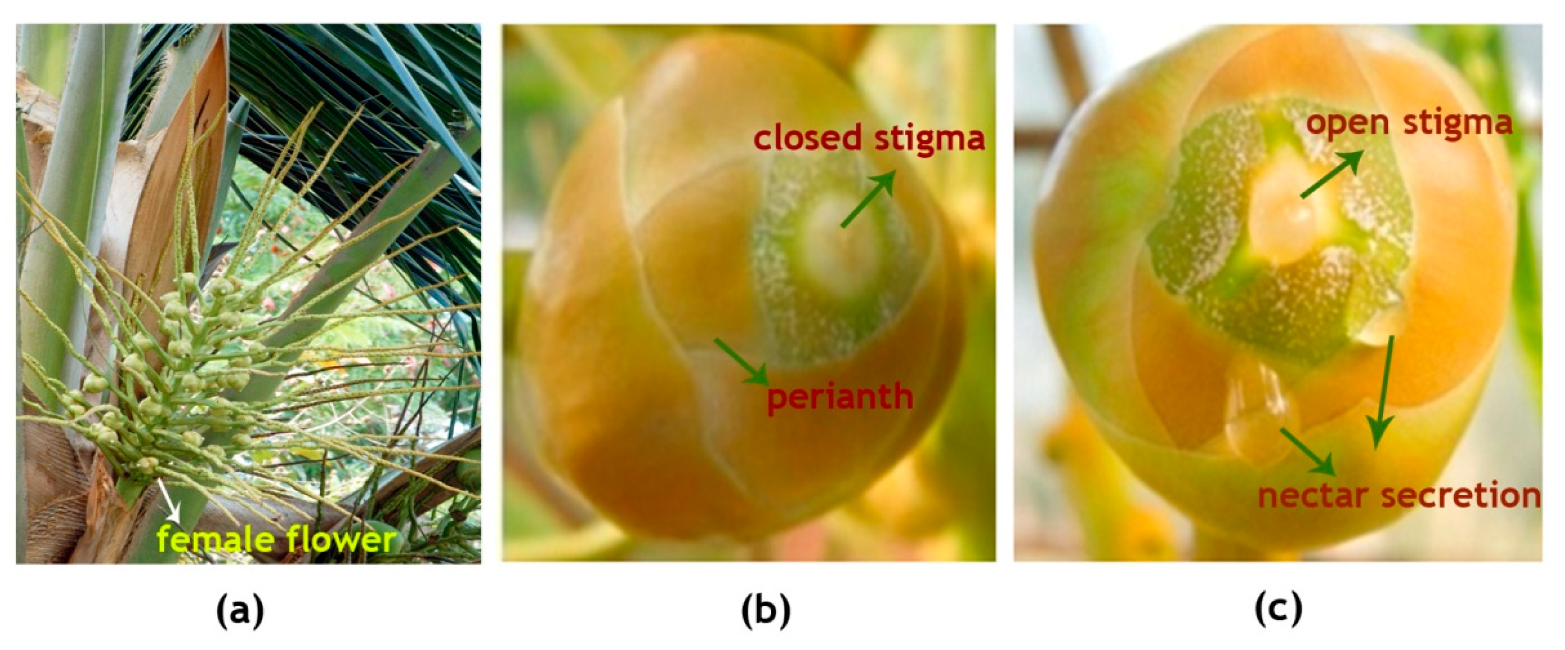 Plants 09 01651 g002