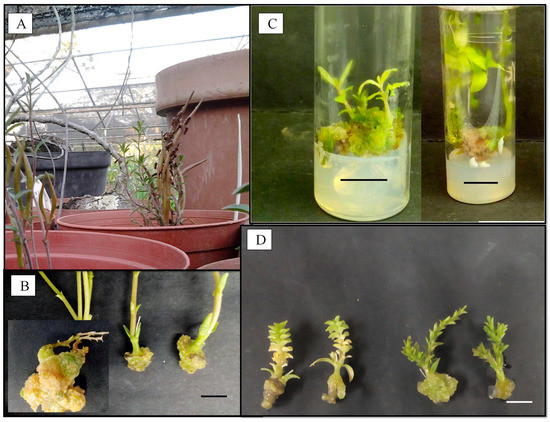 Plants 09 01657 g0a2