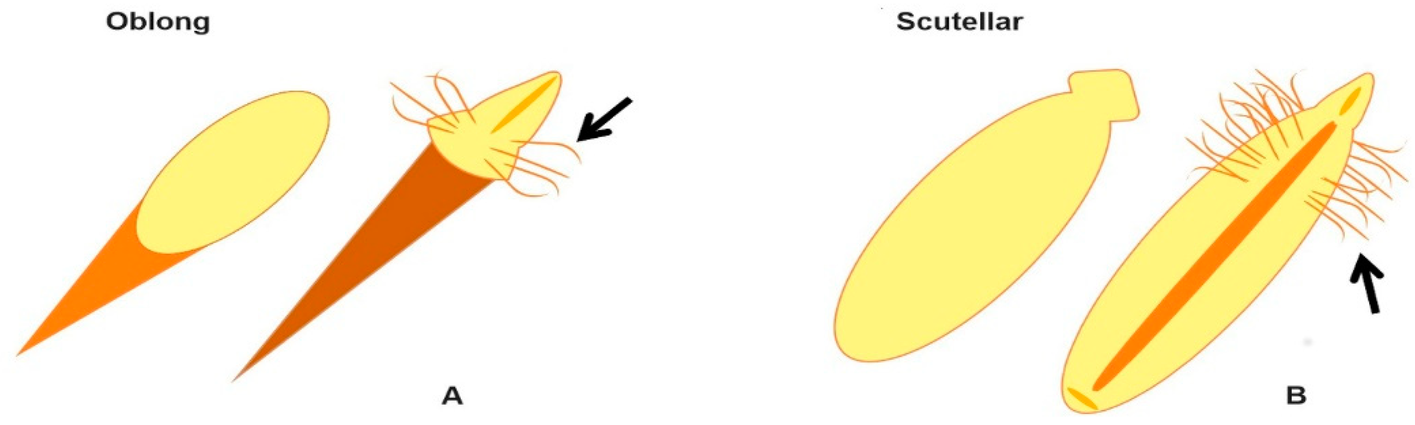 Plants 09 01679 g001