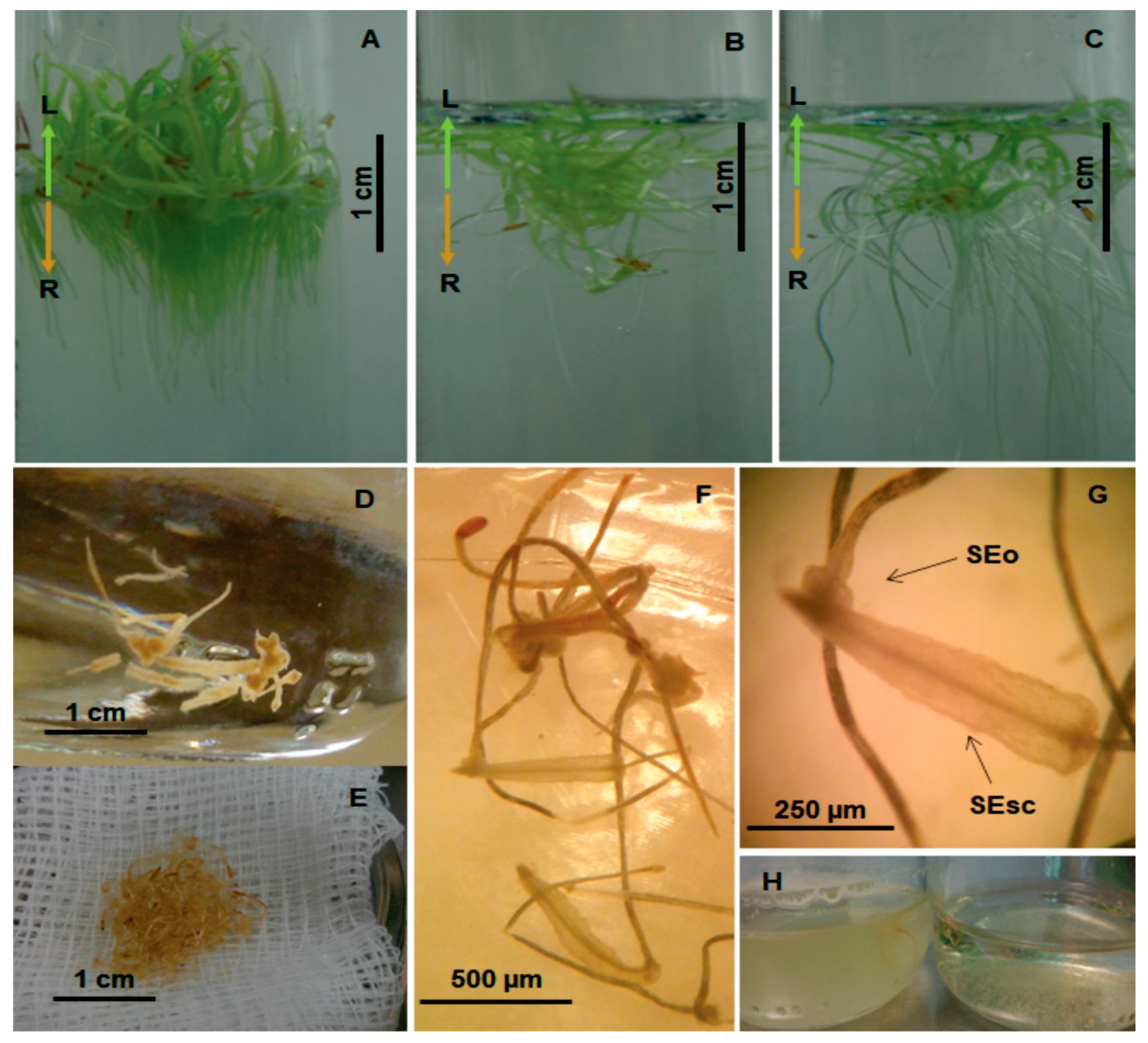 Plants 09 01679 g002