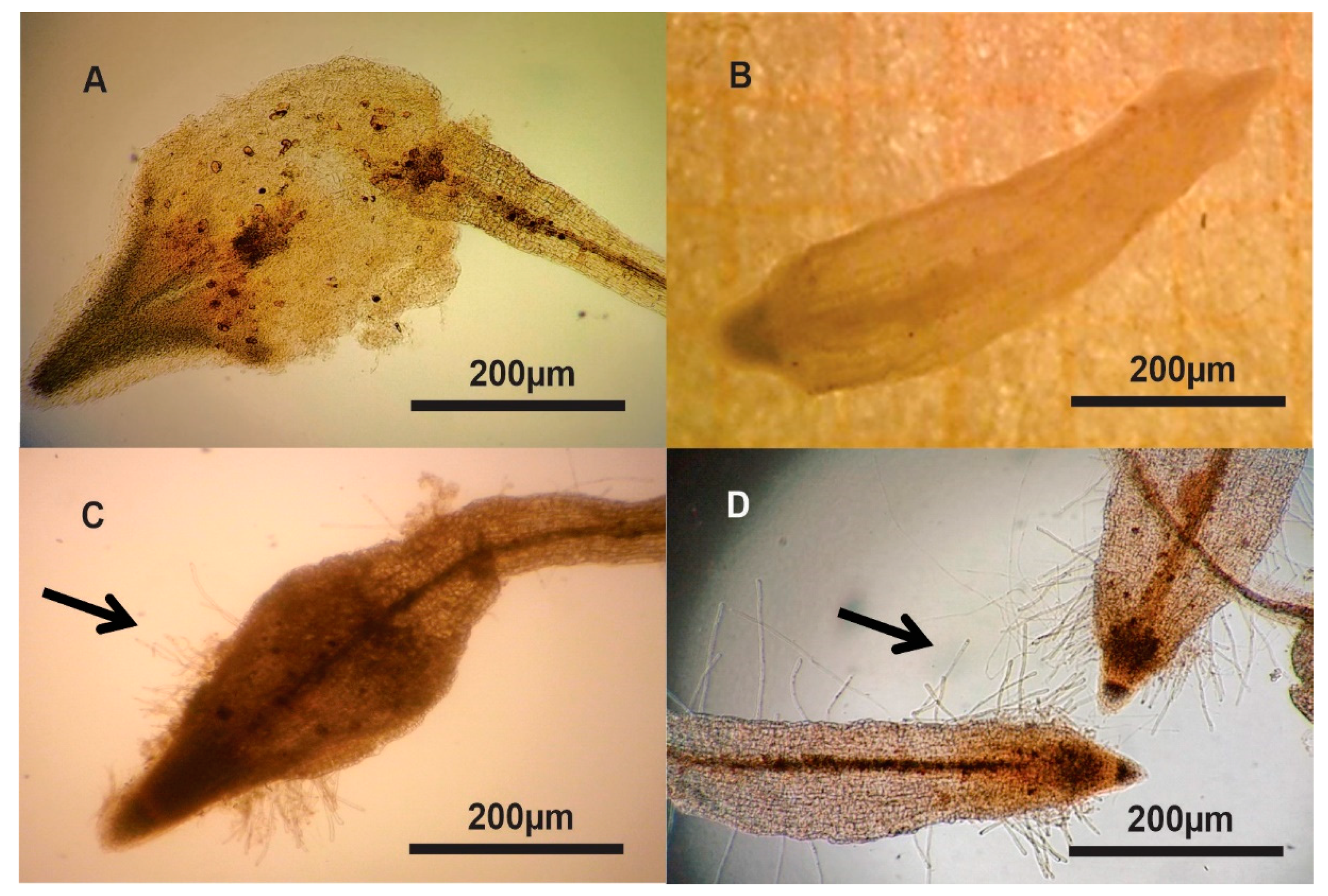 Plants 09 01679 g004