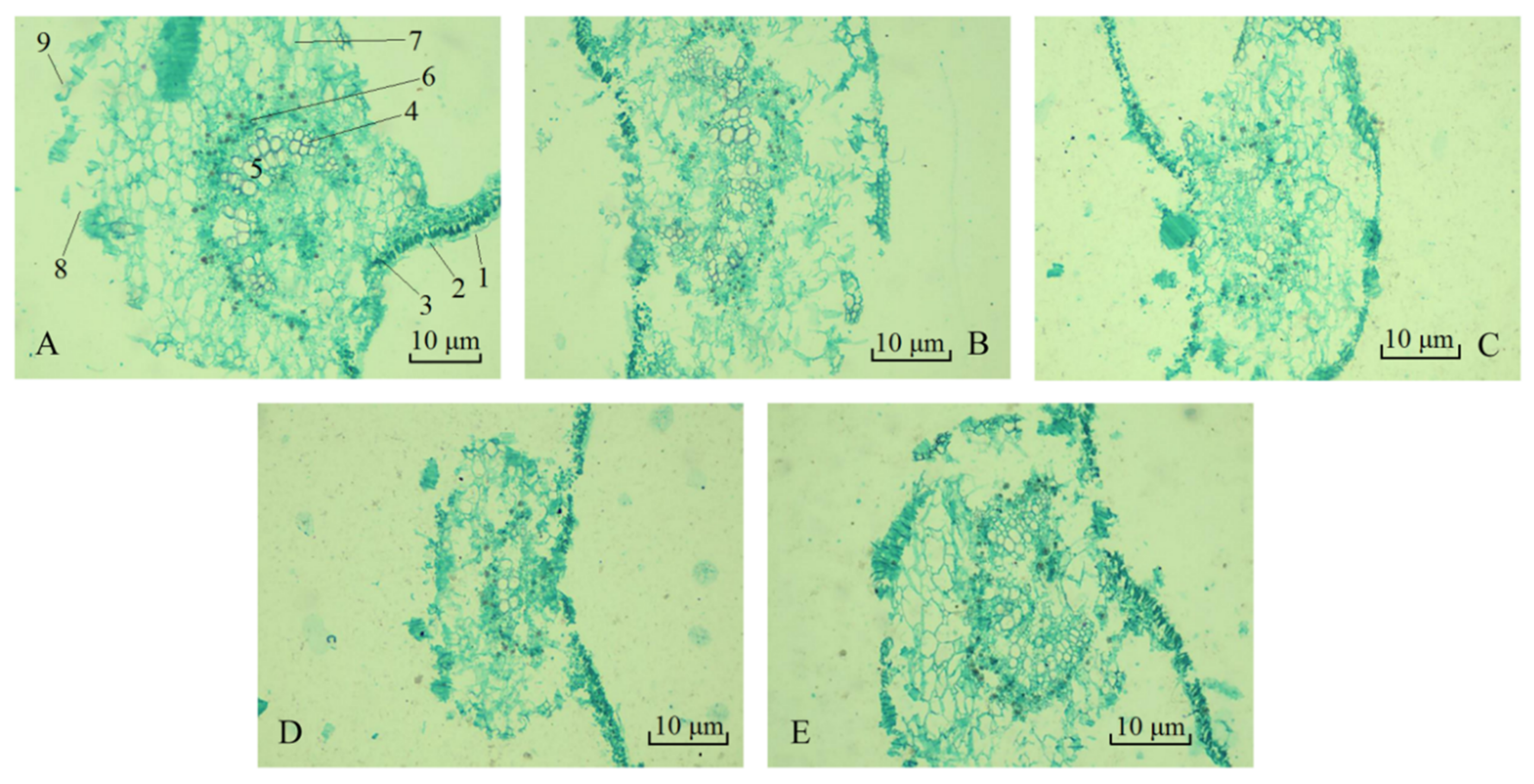 Plants 09 01698 g002