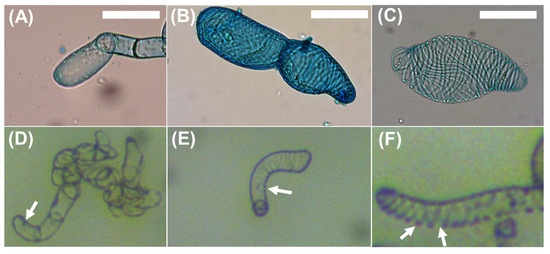 Plants 09 01715 g0a1