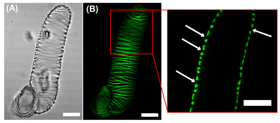 Plants 09 01715 g0a2