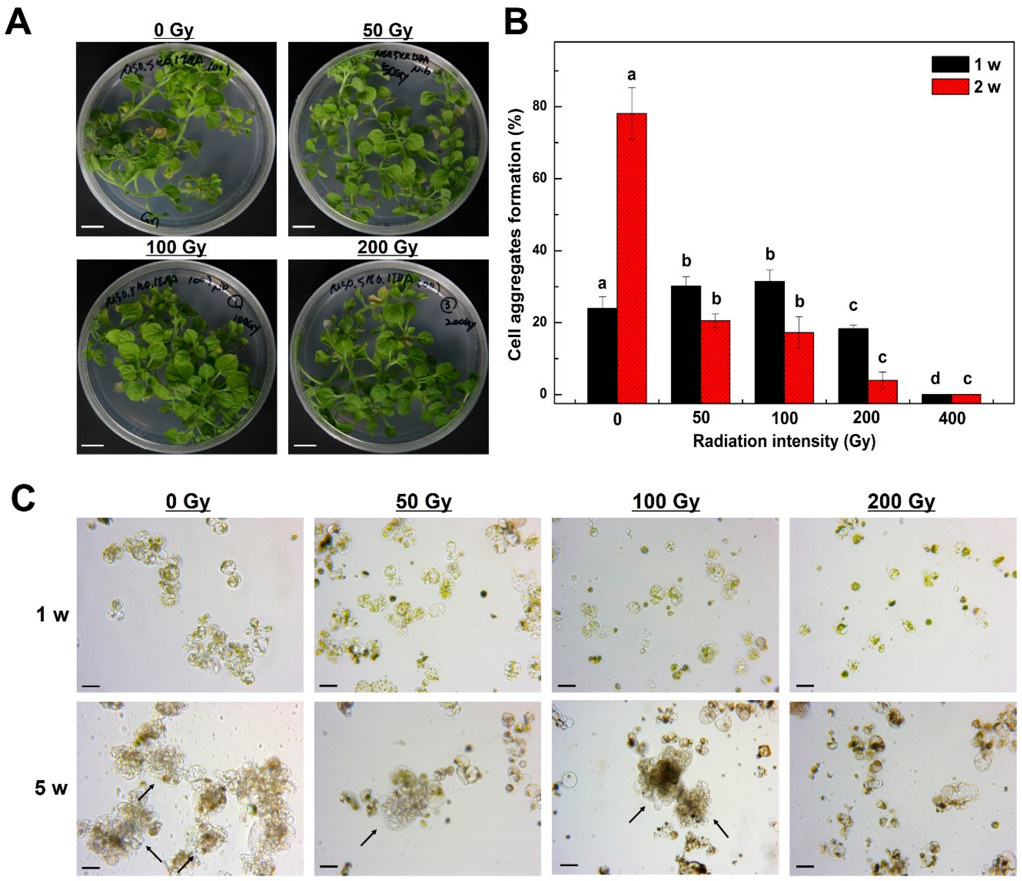 Plants 09 01720 g001 Plants 09 01720 g001