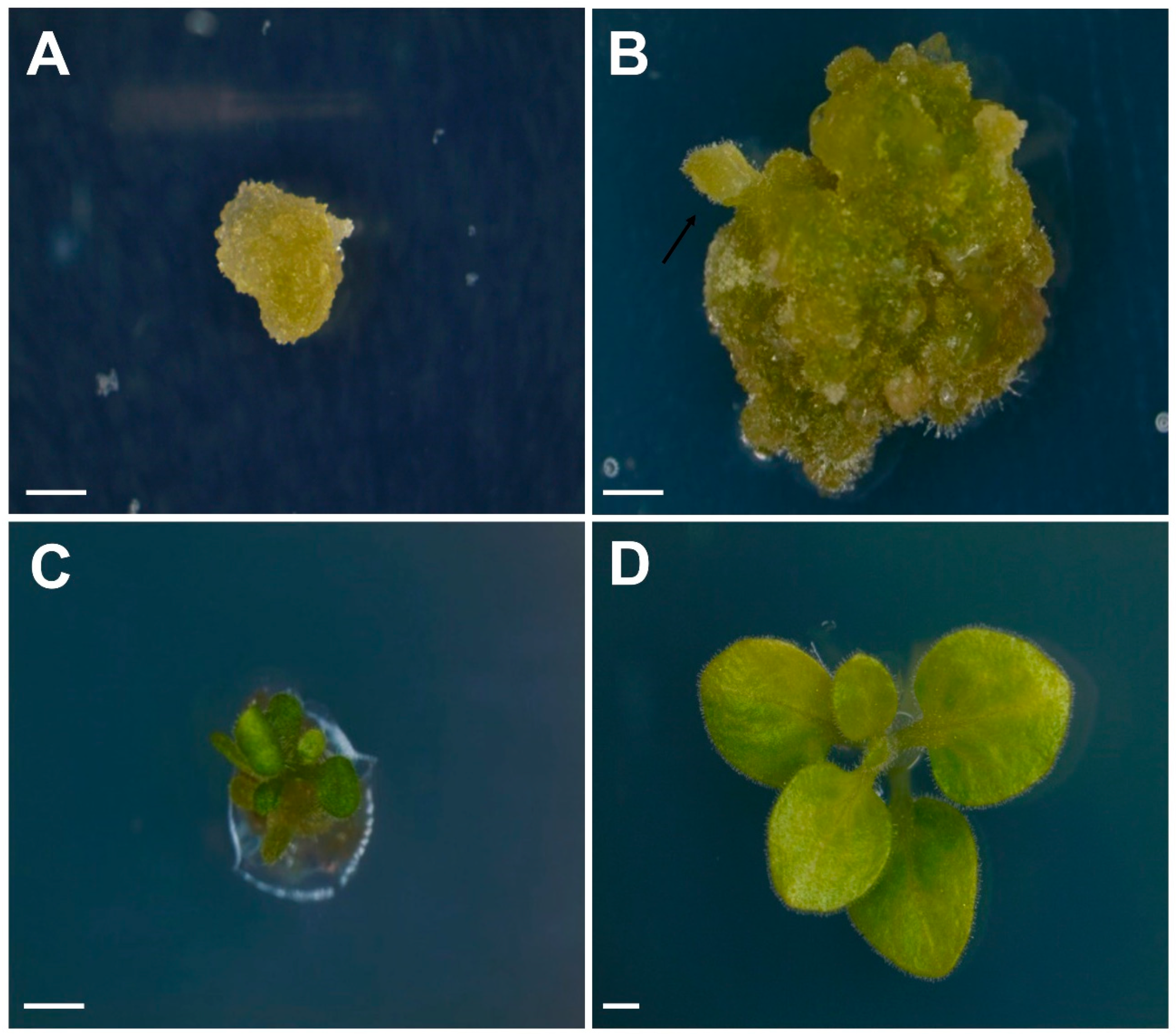 Plants 09 01720 g005 Plants 09 01720 g005