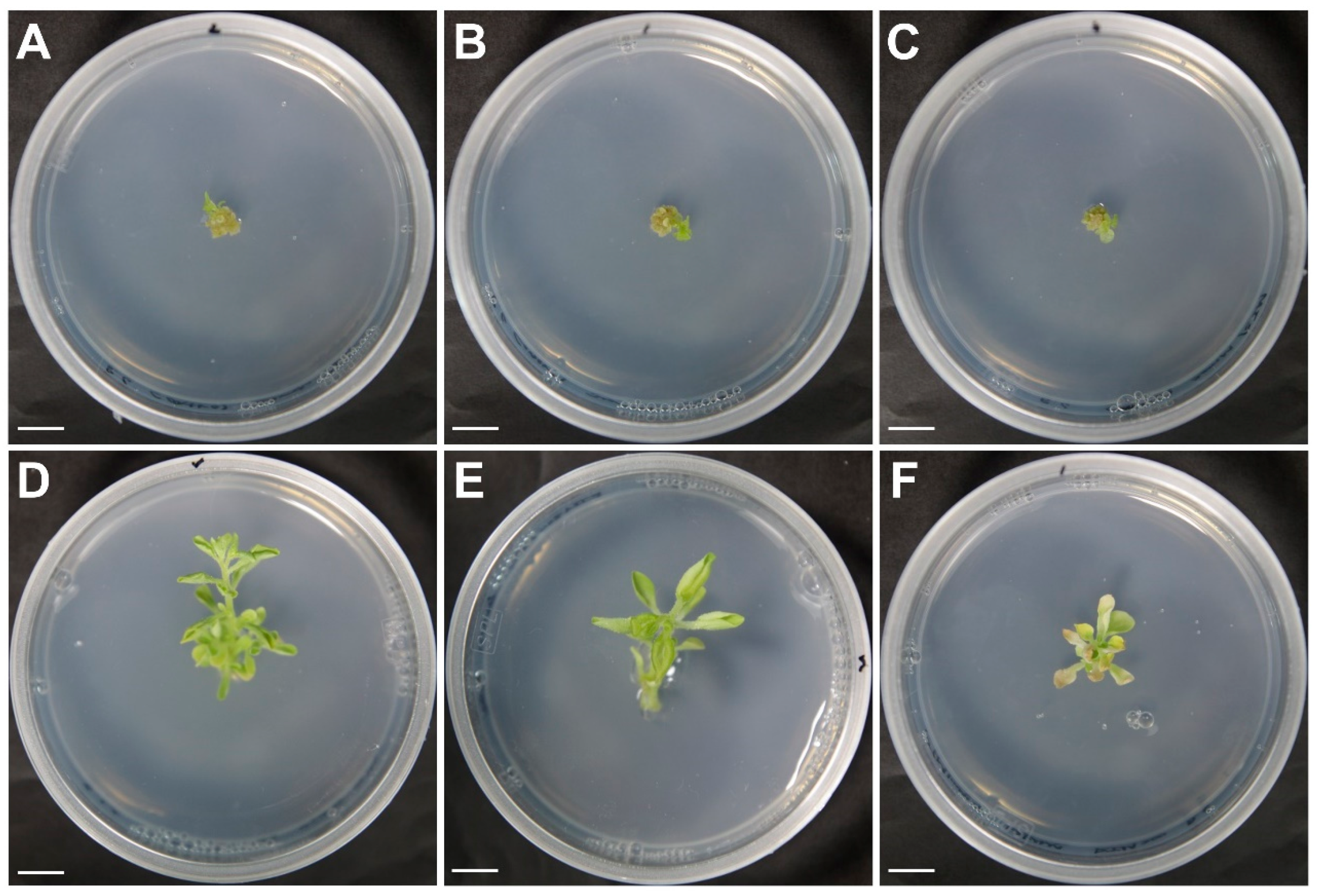 Plants 09 01720 g006 Plants 09 01720 g006