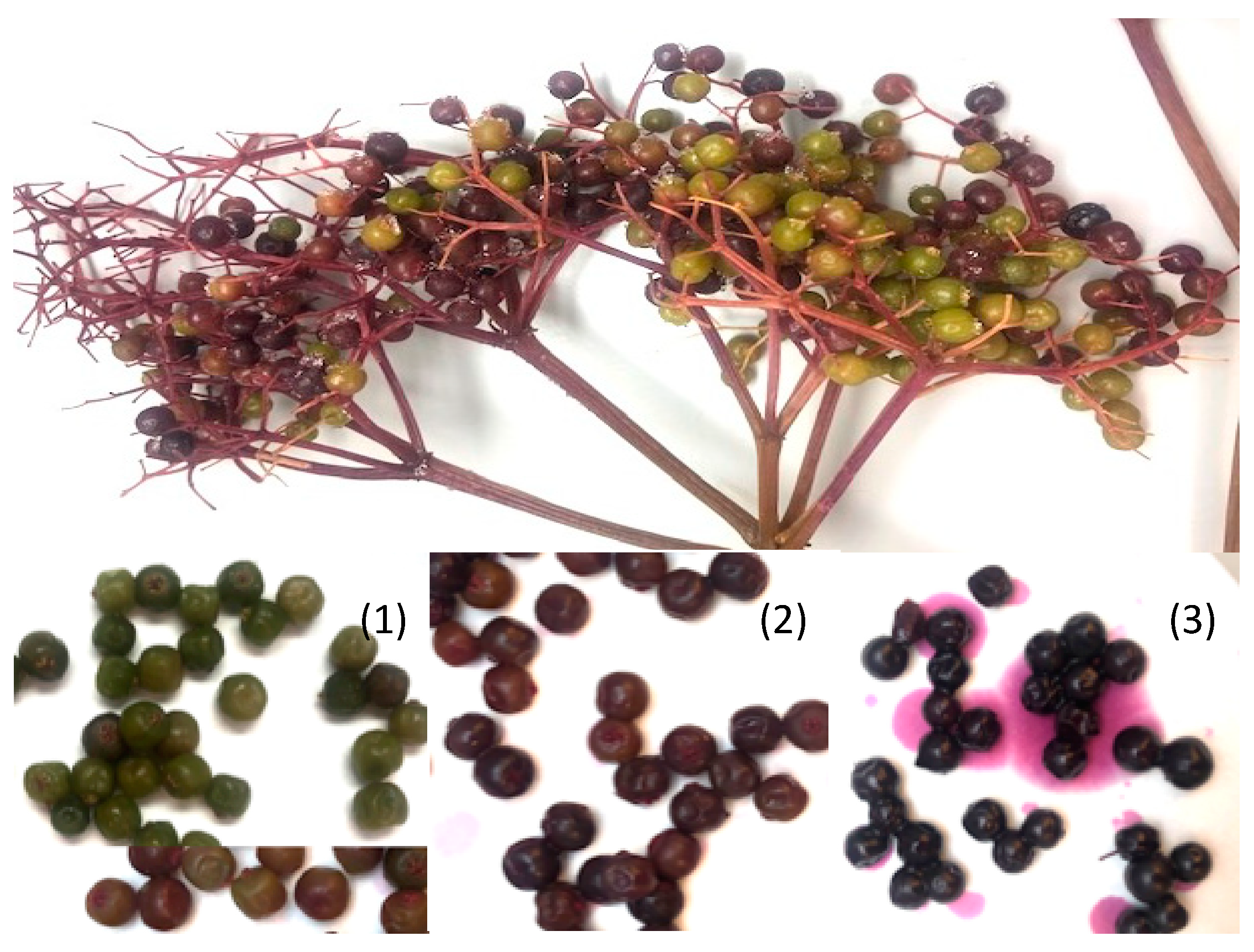 Plants 09 01721 g004