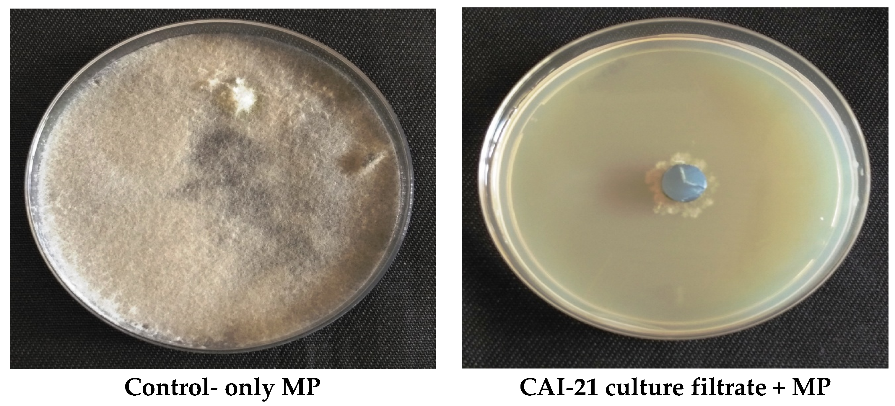 Plants 09 01727 g002