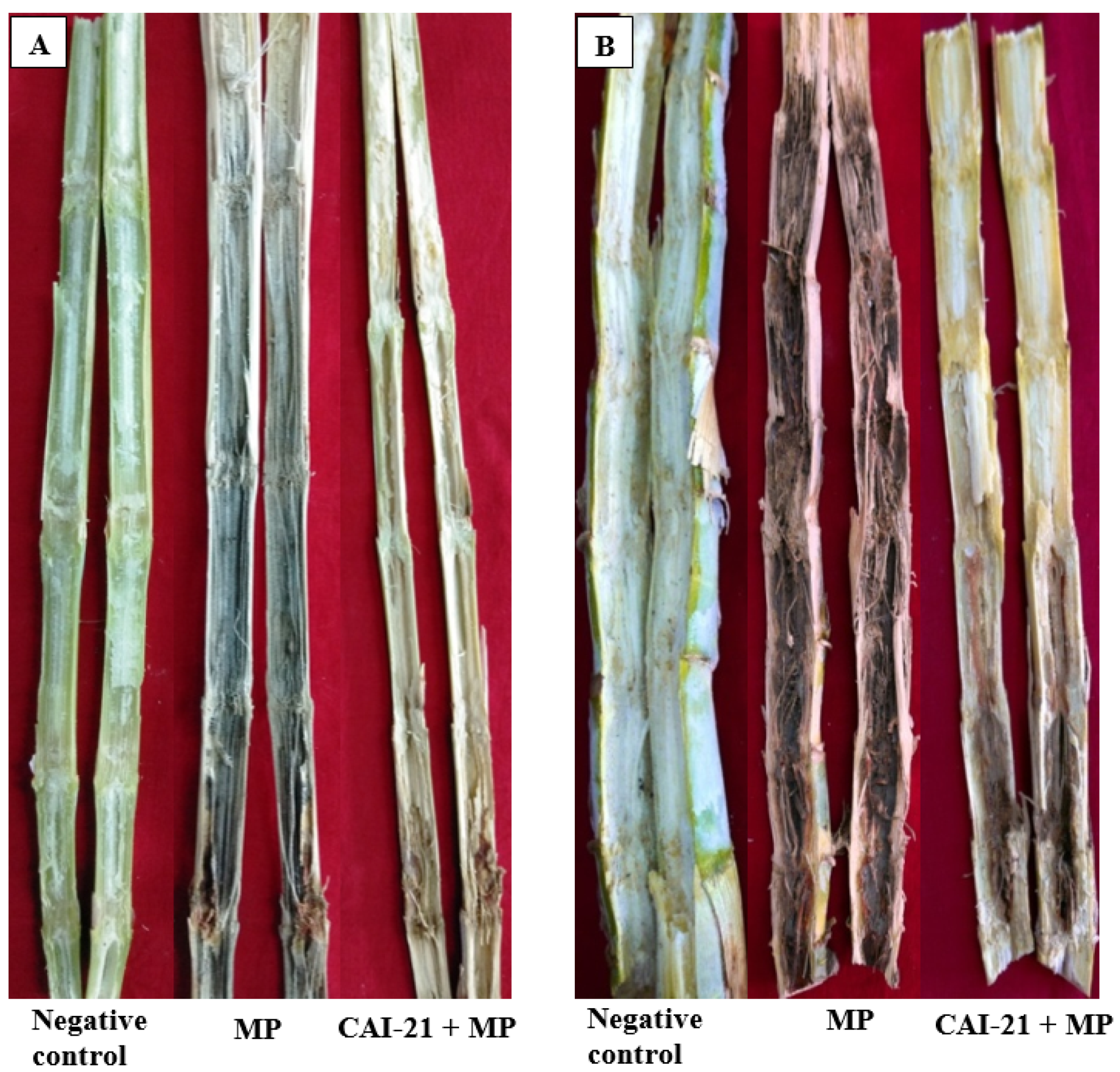 Plants 09 01727 g004