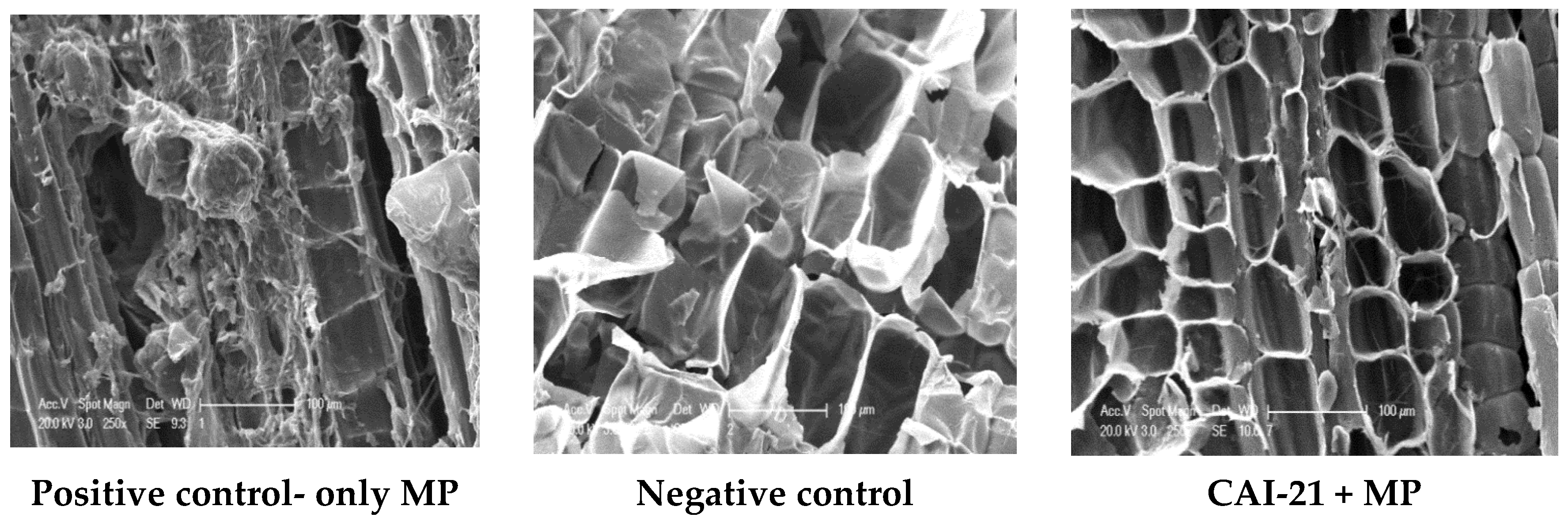 Plants 09 01727 g005