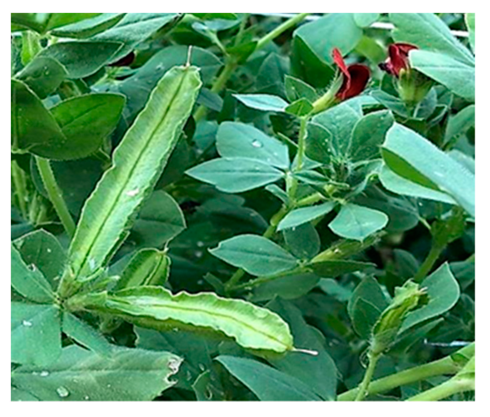 Plants 09 01730 g001