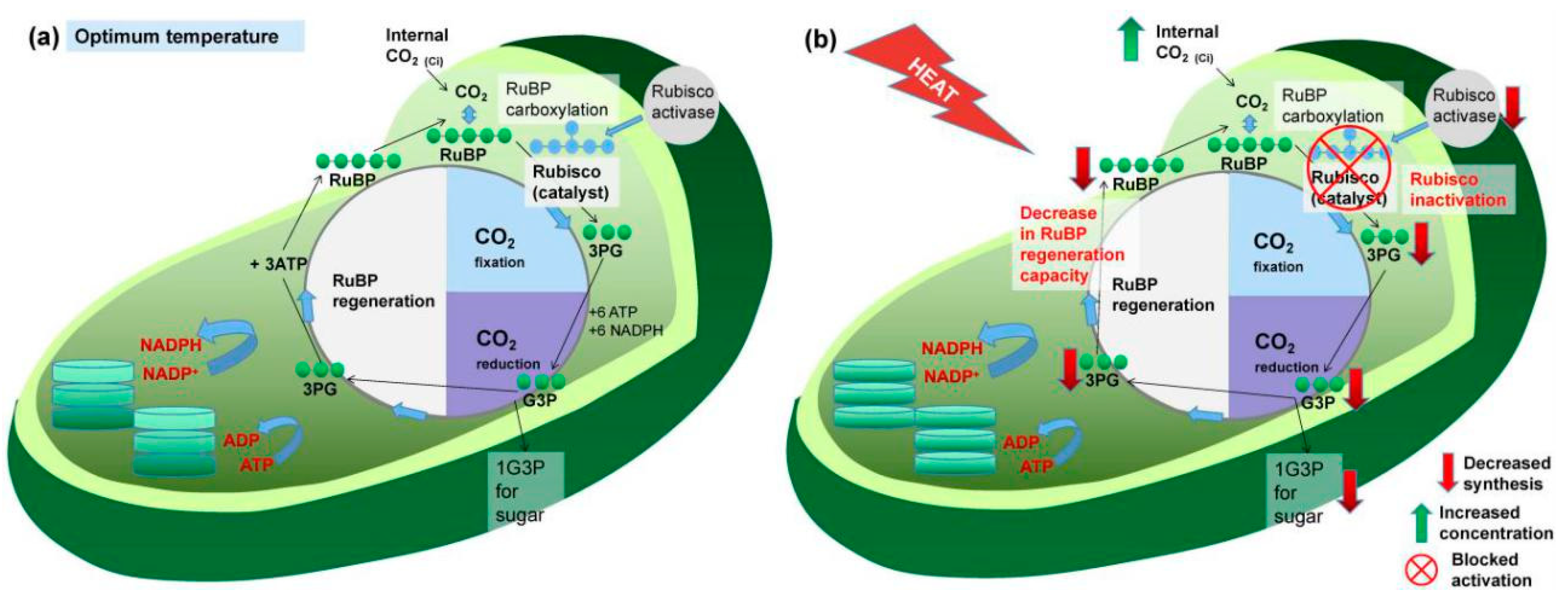 Plants 09 01754 g002