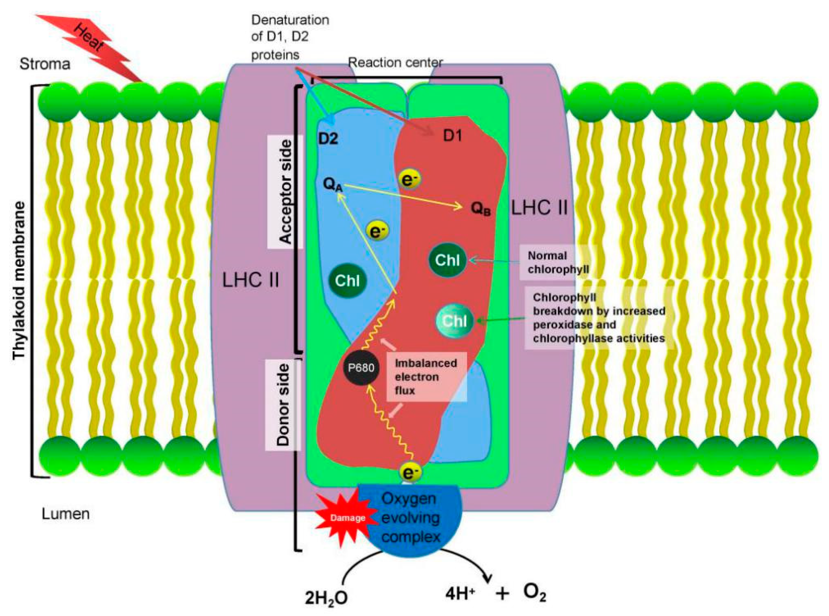 Plants 09 01754 g003