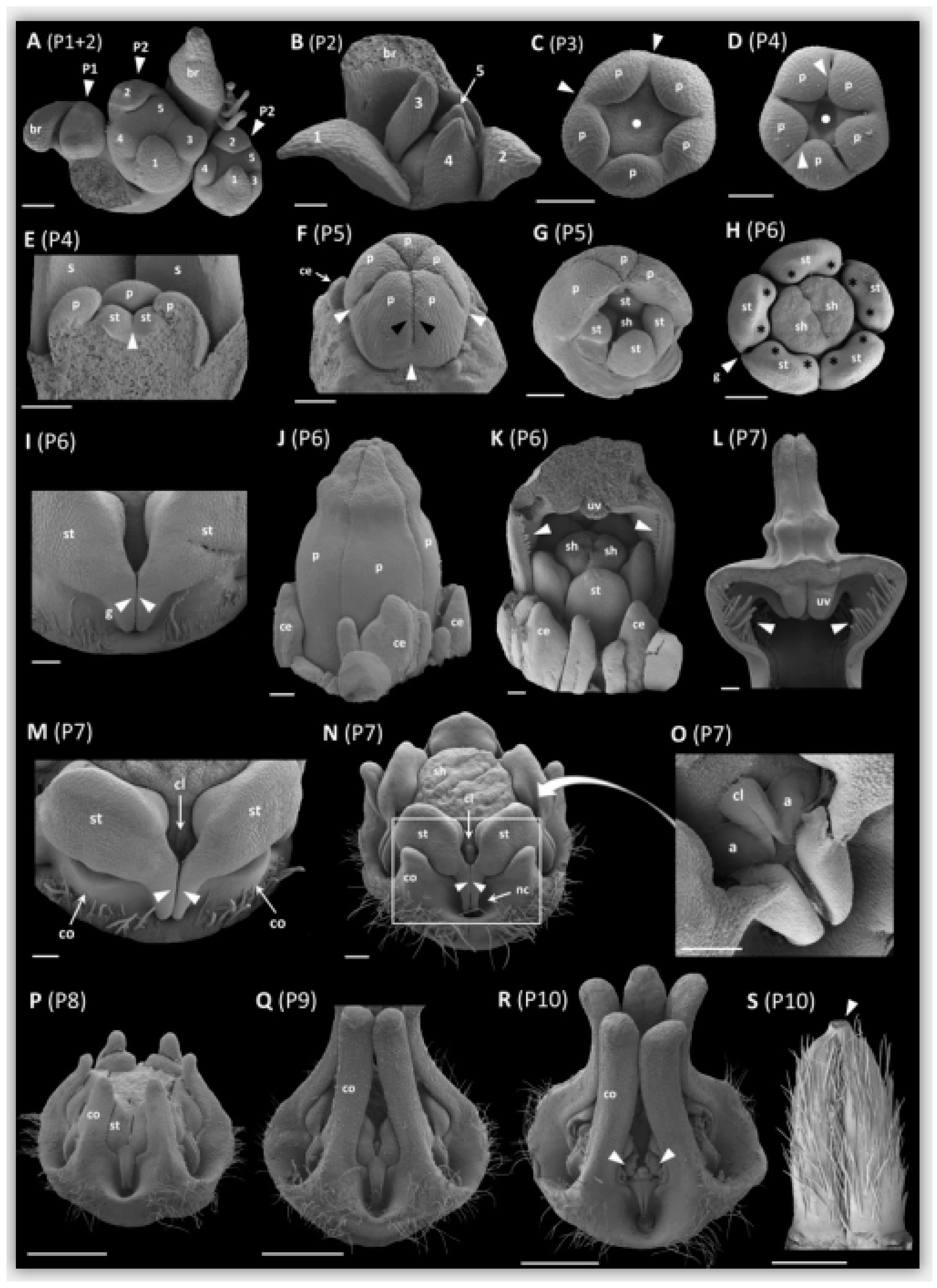 Plants 09 01767 g002 Plants 09 01767 g002