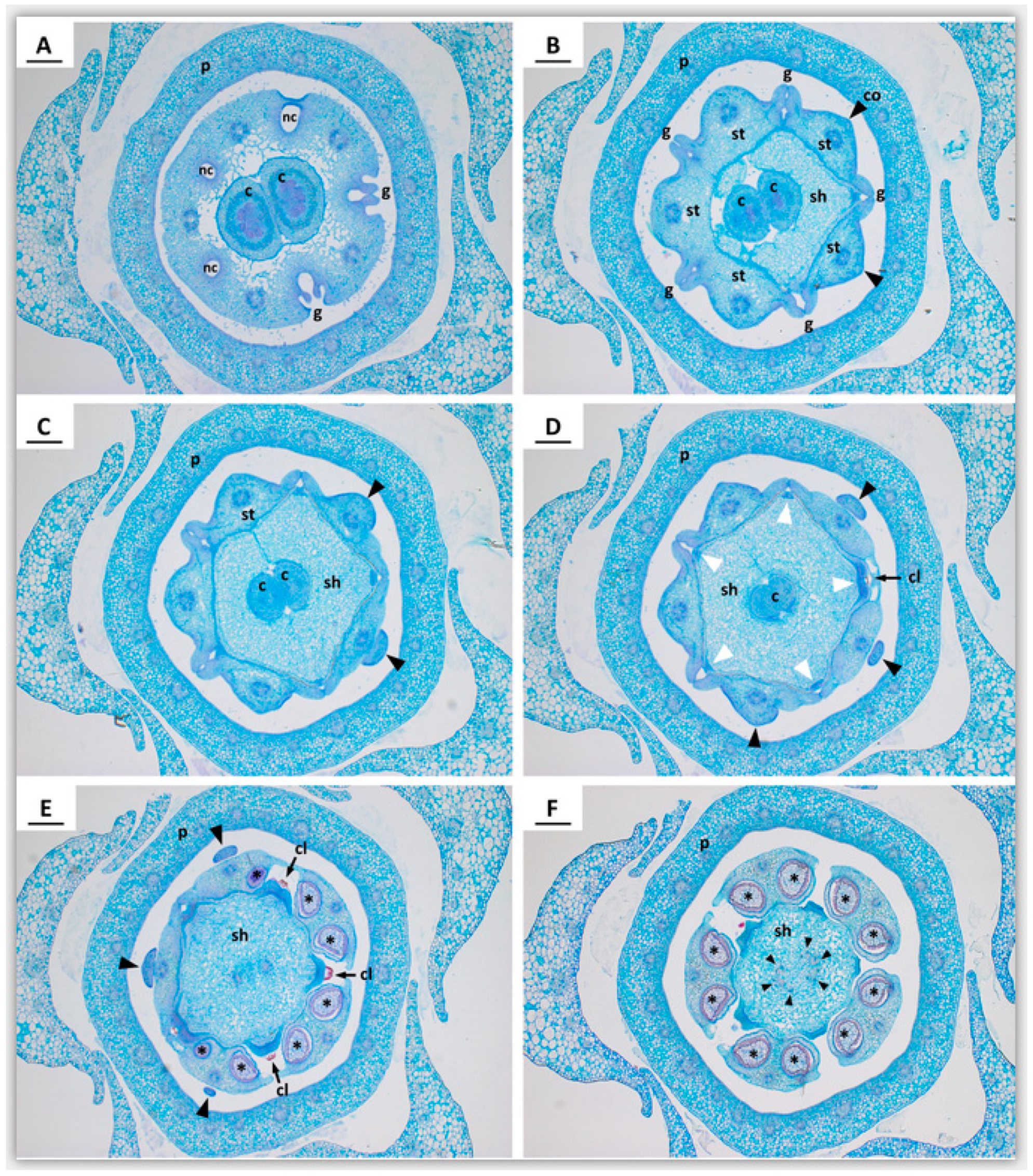 Plants 09 01767 g003 Plants 09 01767 g003