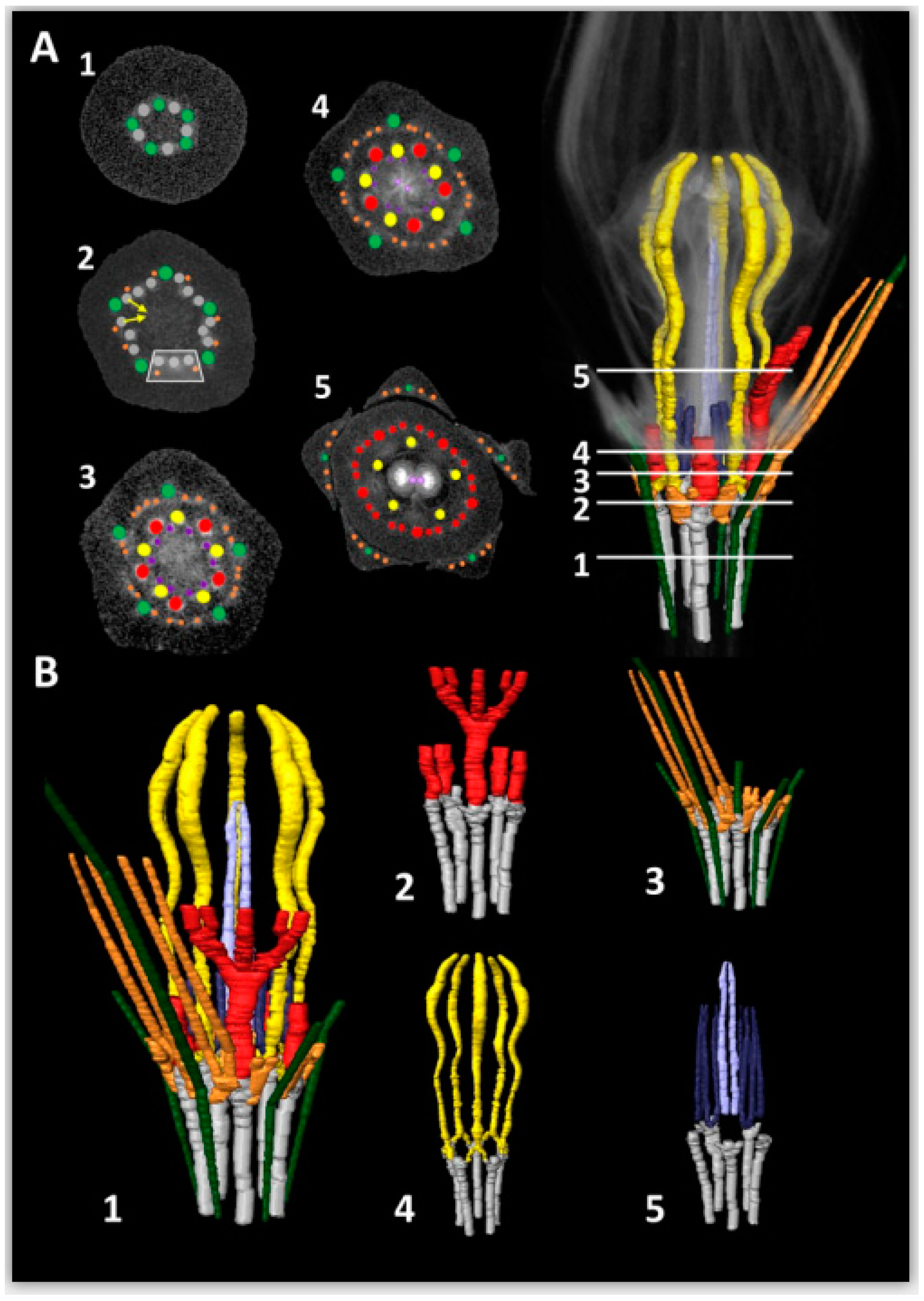 Plants 09 01767 g004 Plants 09 01767 g004