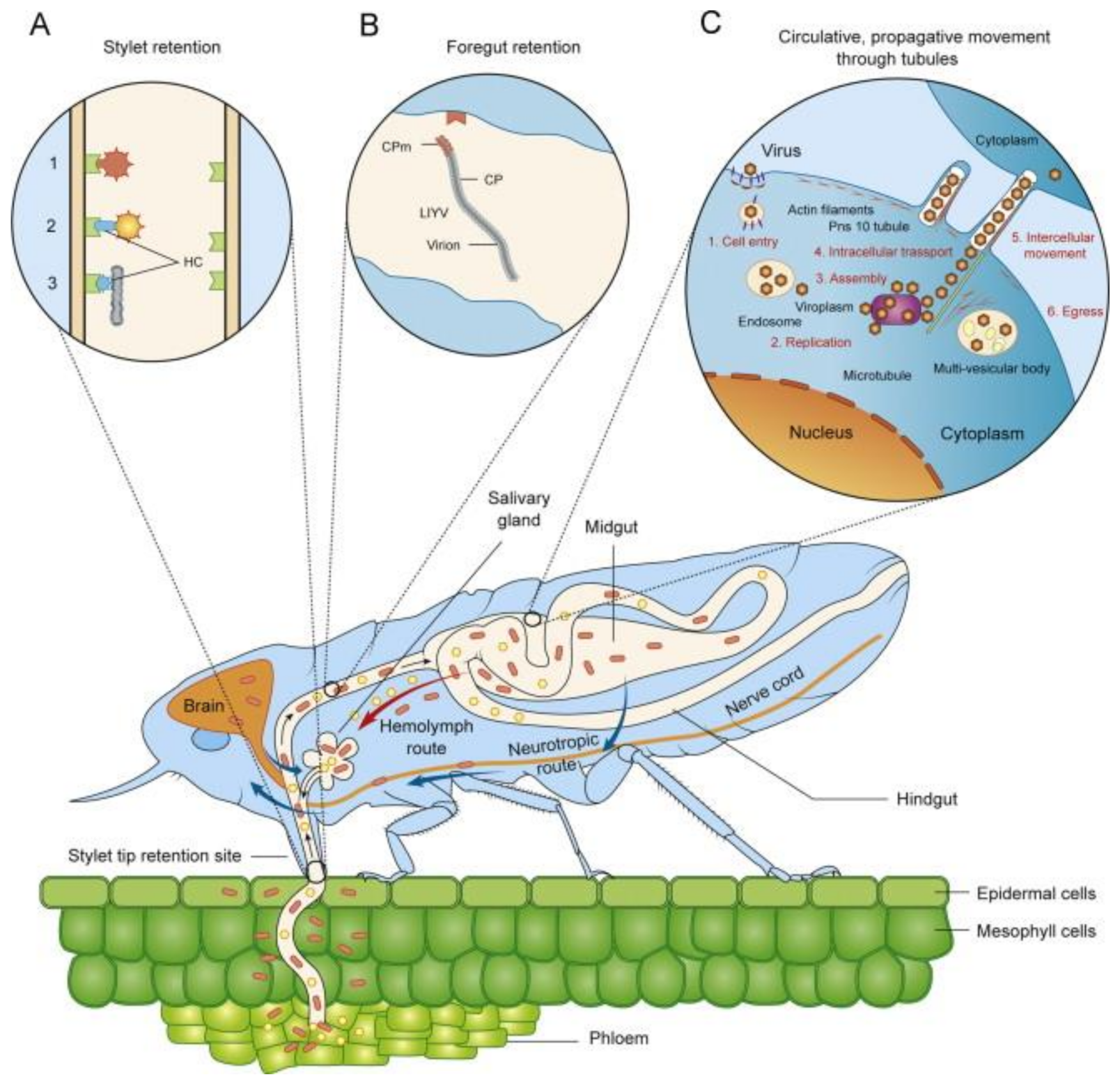Plants 09 01768 g005