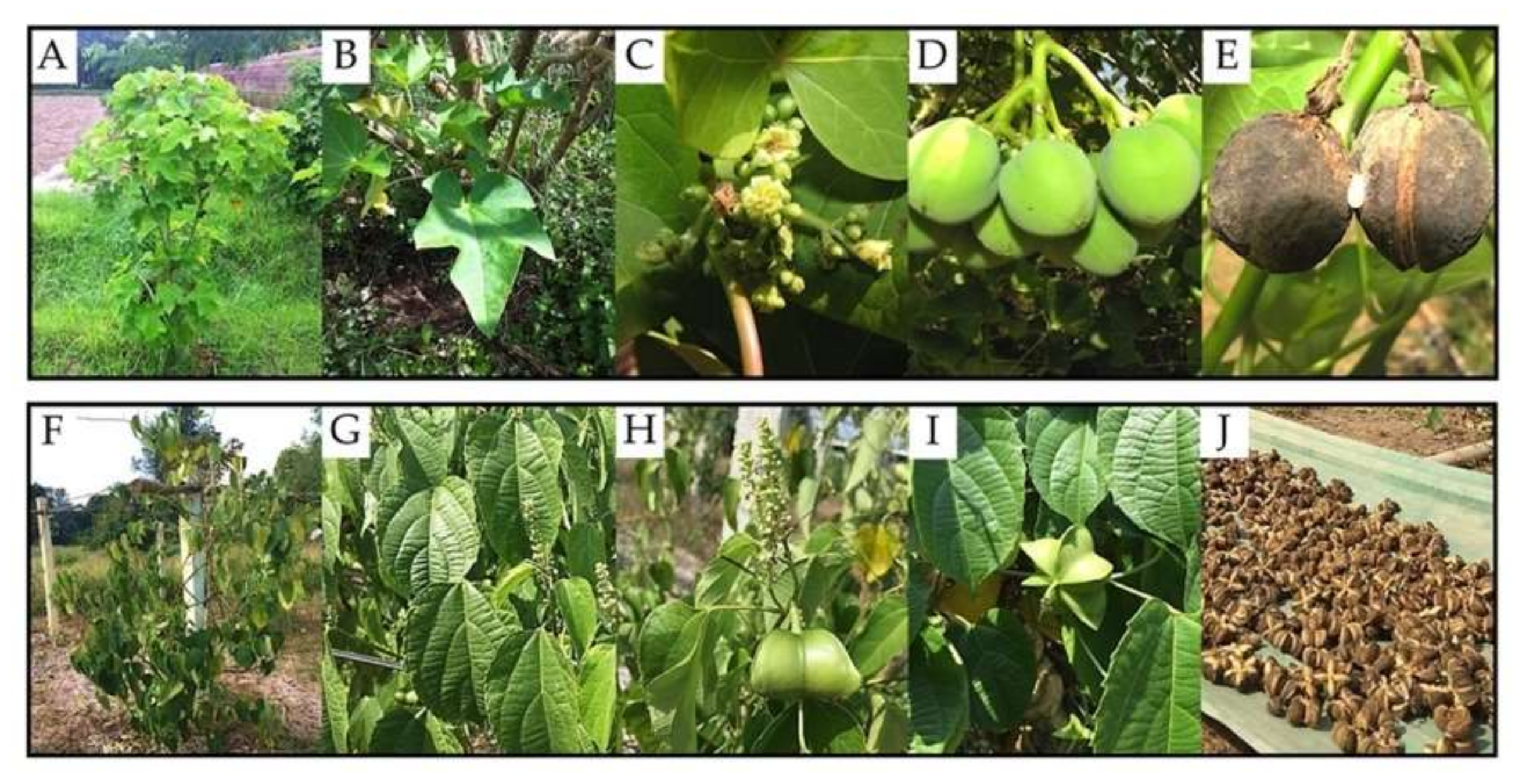 Plants 09 01773 g001 Plants 09 01773 g001