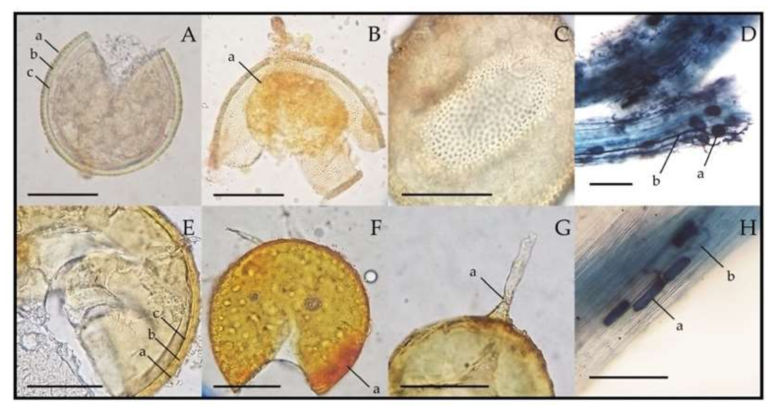 Plants 09 01773 g008 Plants 09 01773 g008