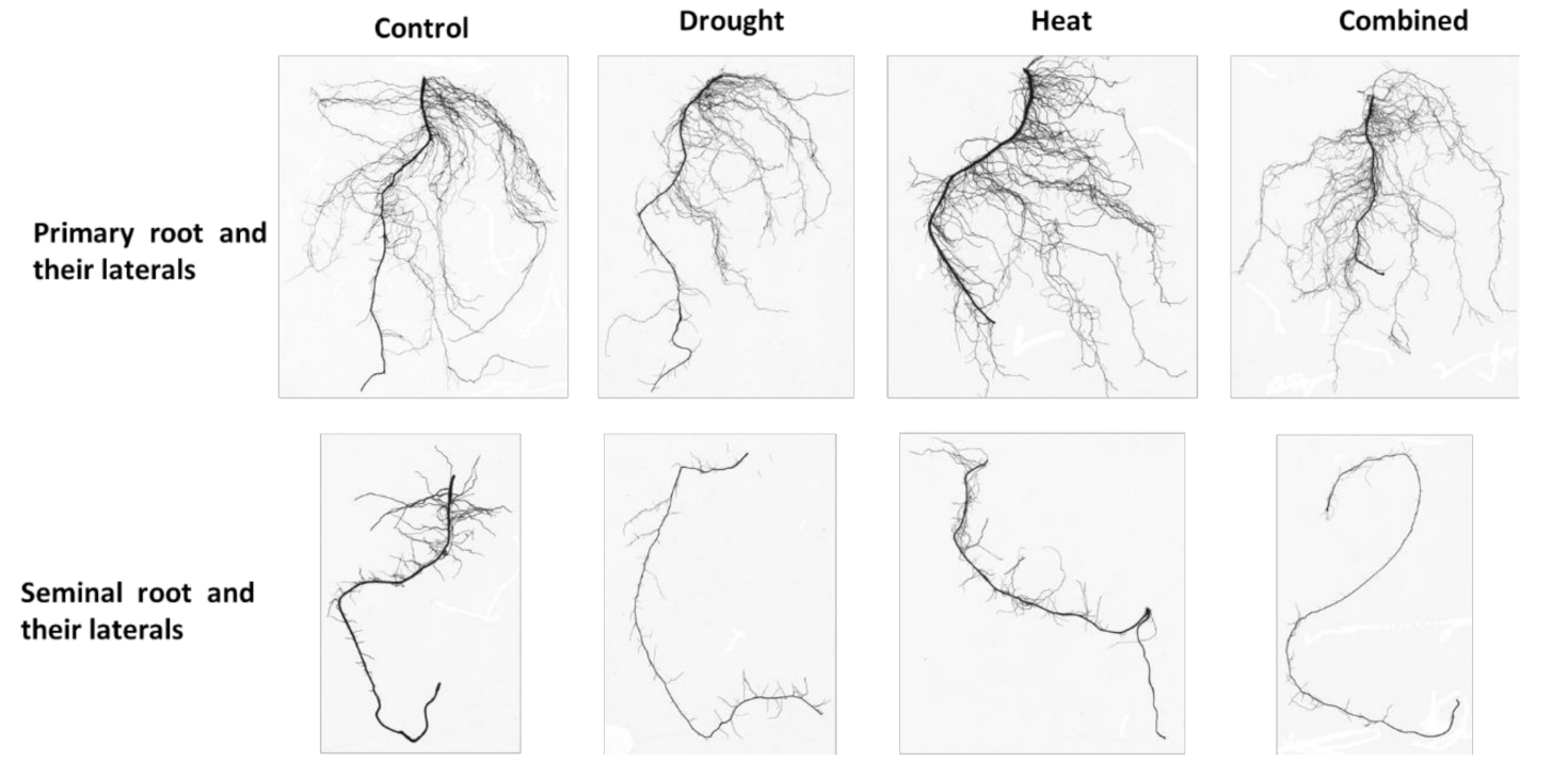 Plants 10 00005 g002