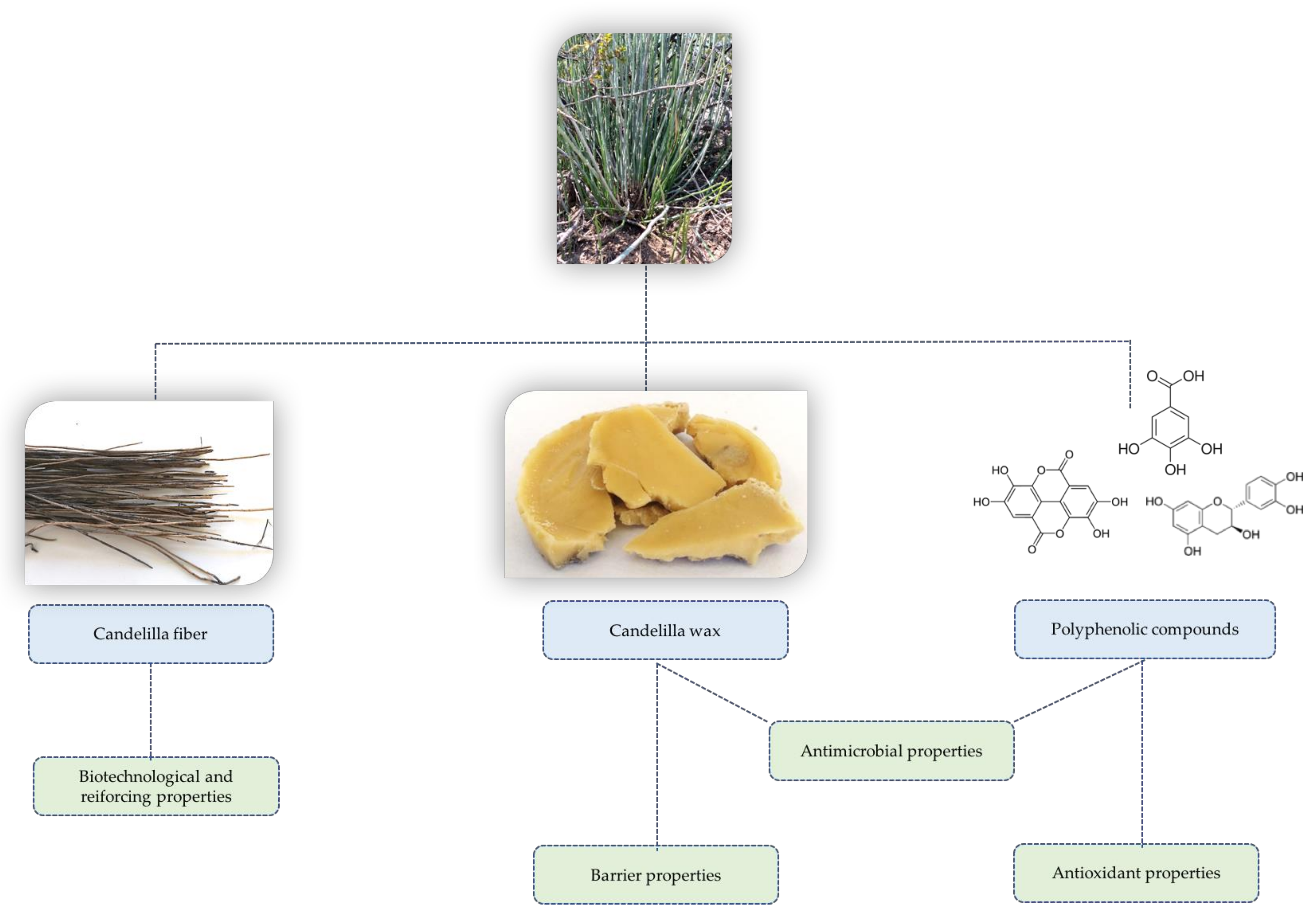 Plants 10 00008 g001 Plants 10 00008 g001