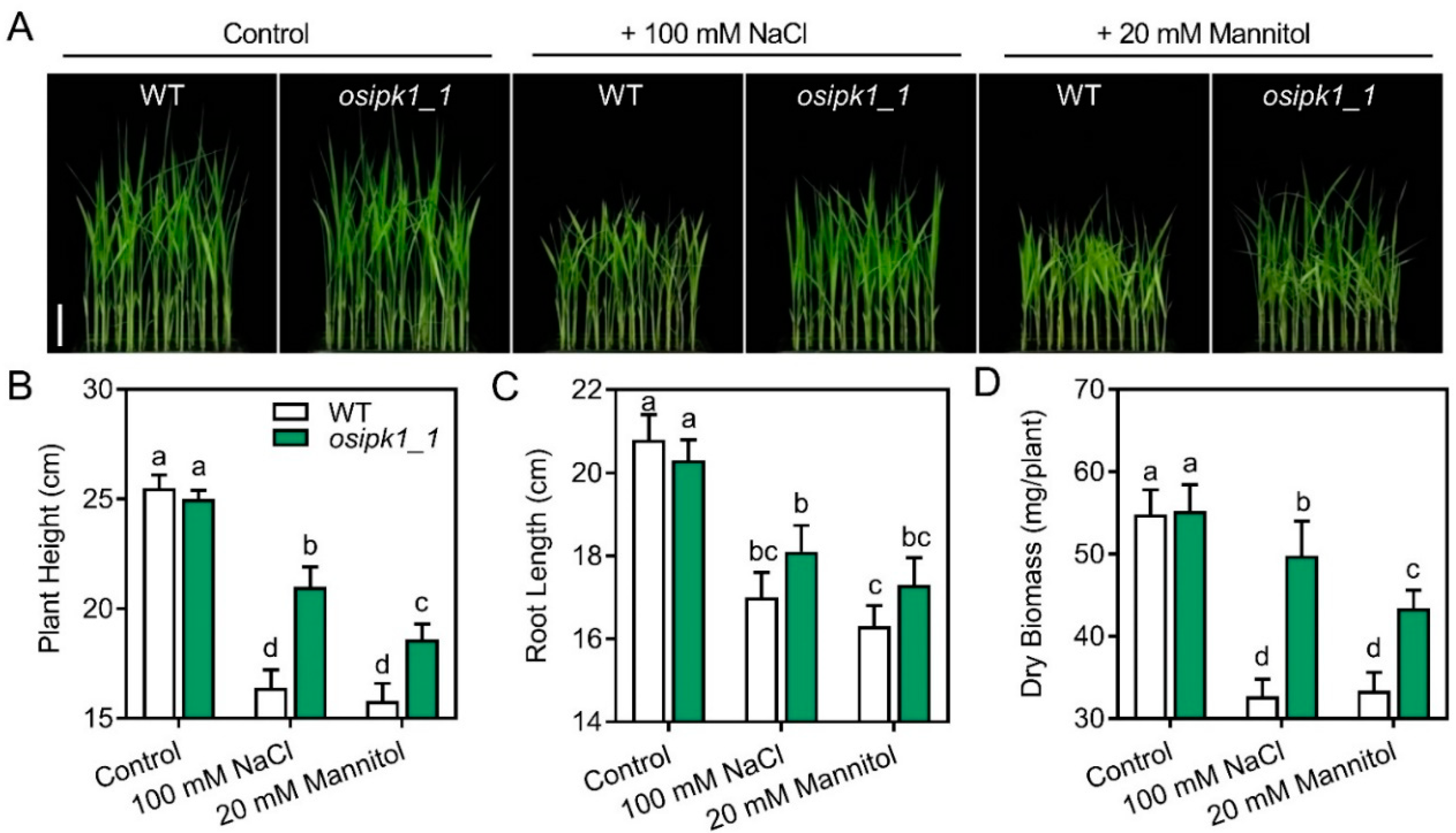 Plants 10 00023 g004