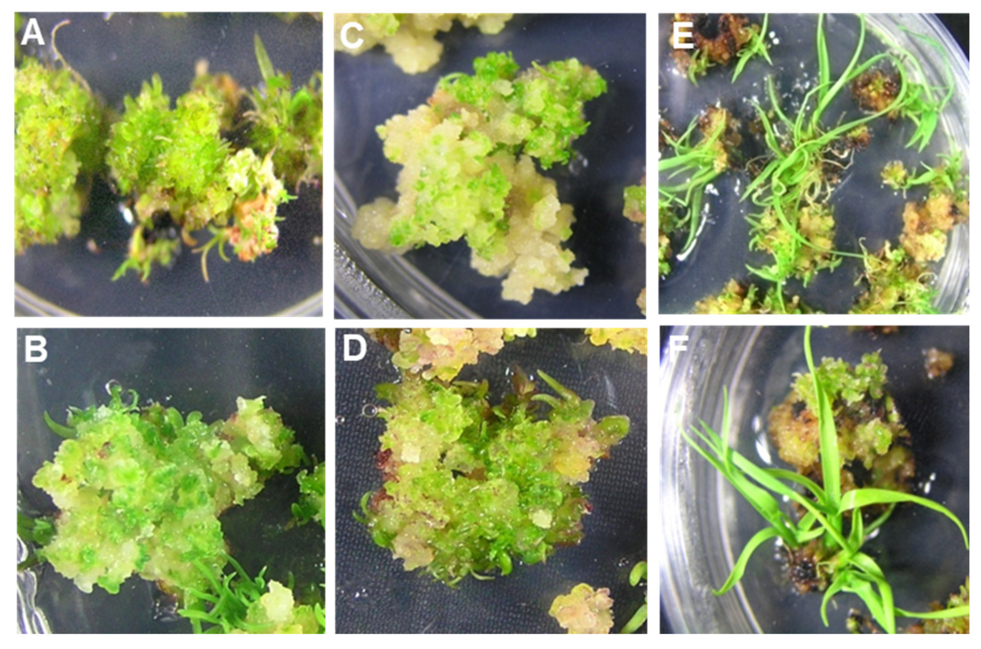 Plants 10 00026 g001