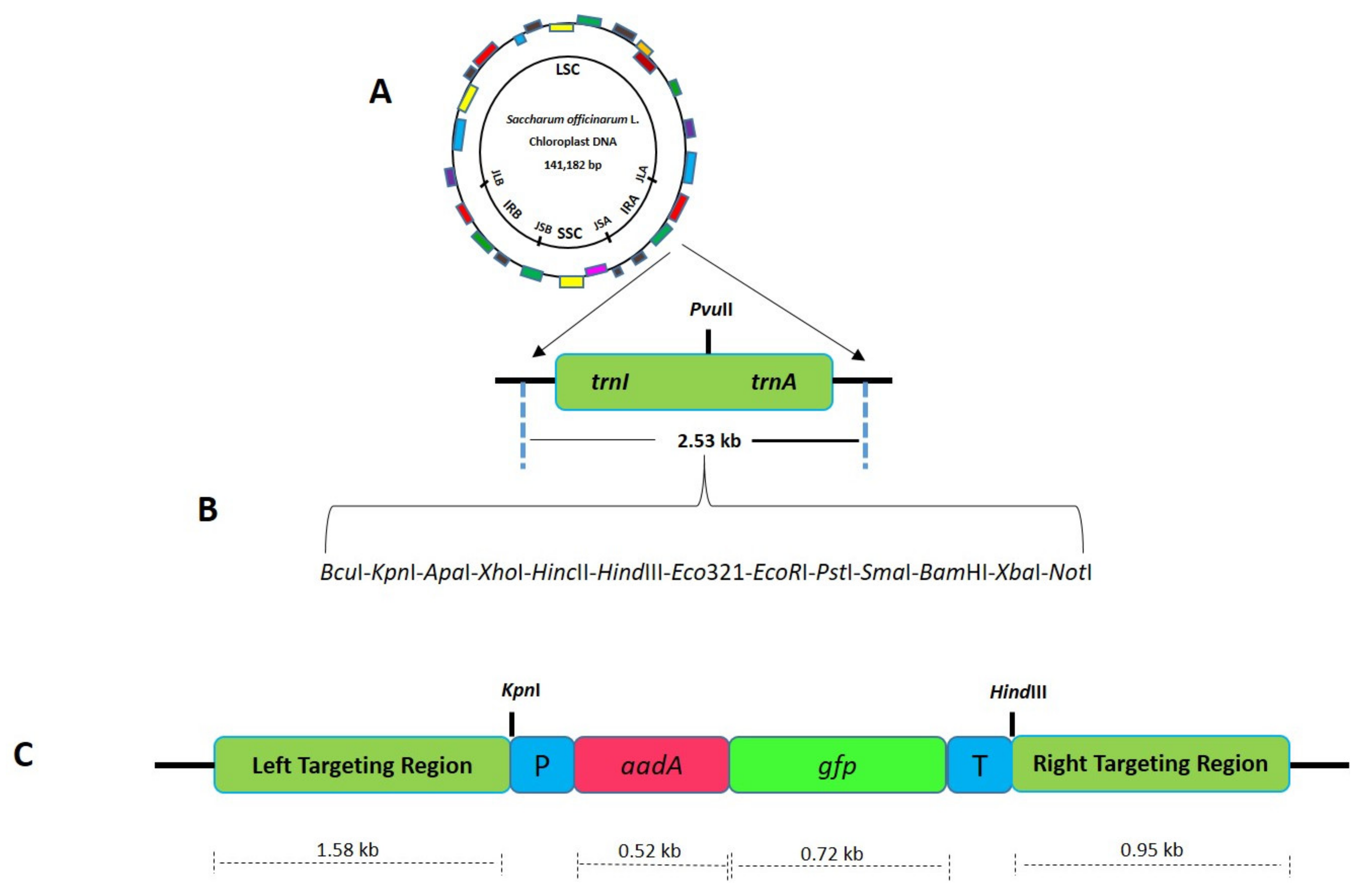 Plants 10 00026 g003