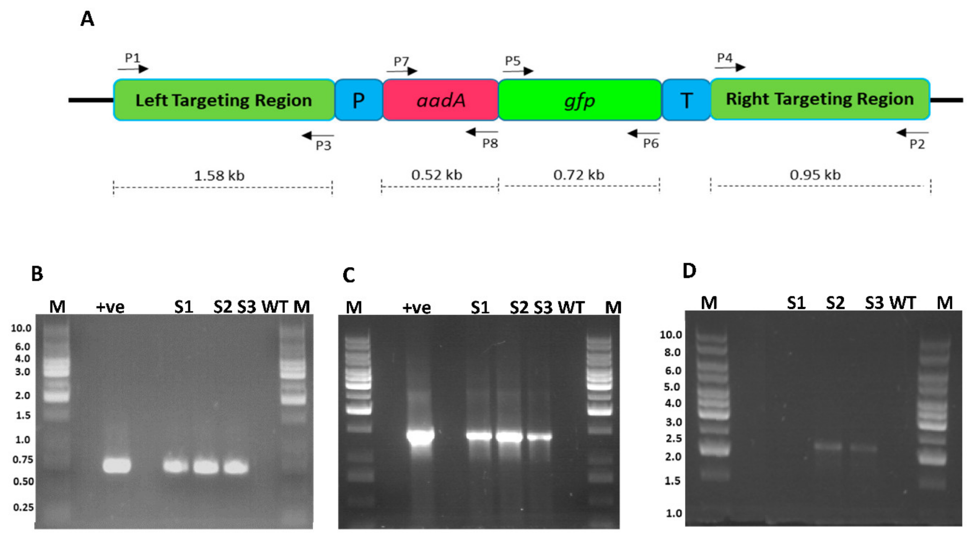 Plants 10 00026 g005