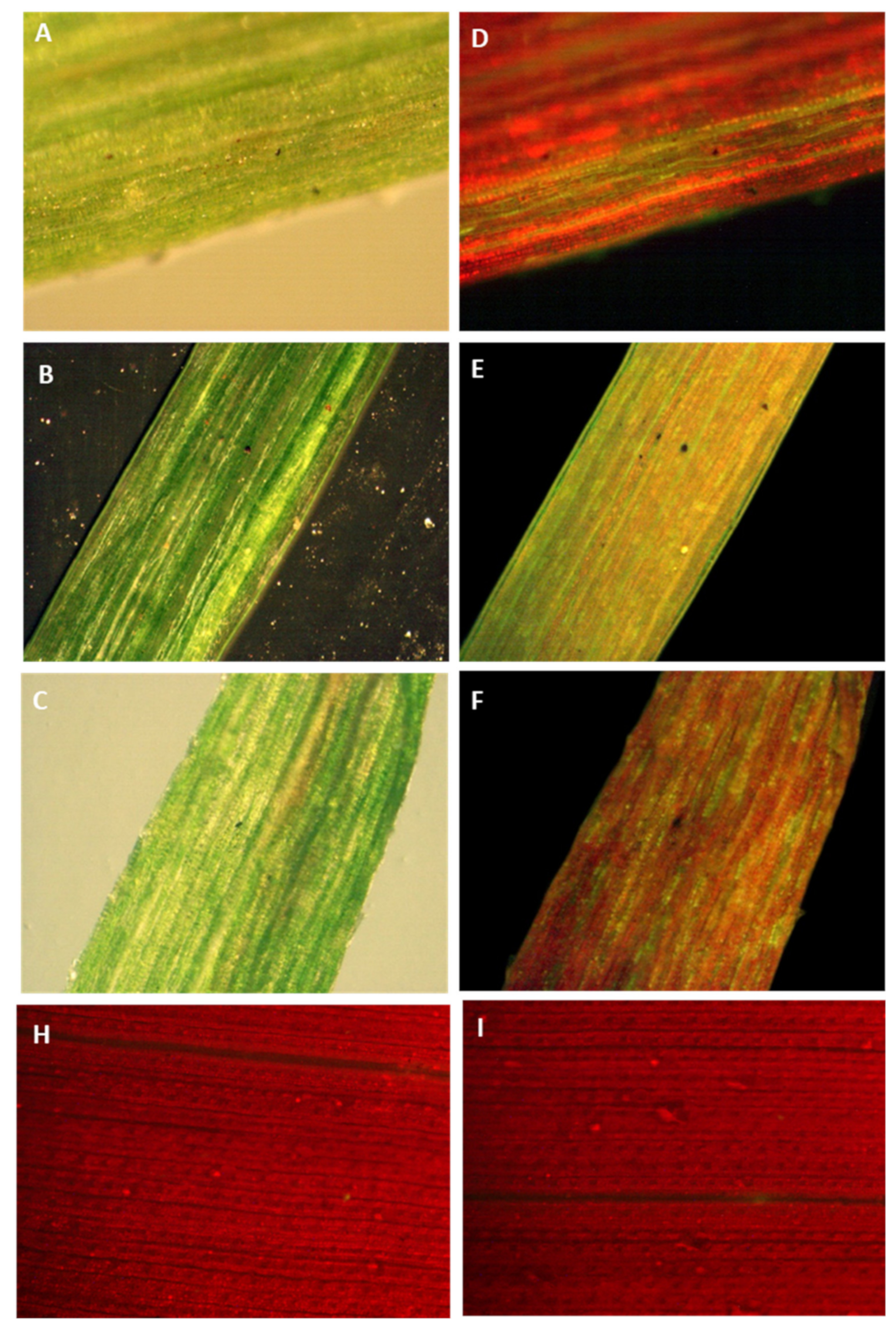 Plants 10 00026 g006