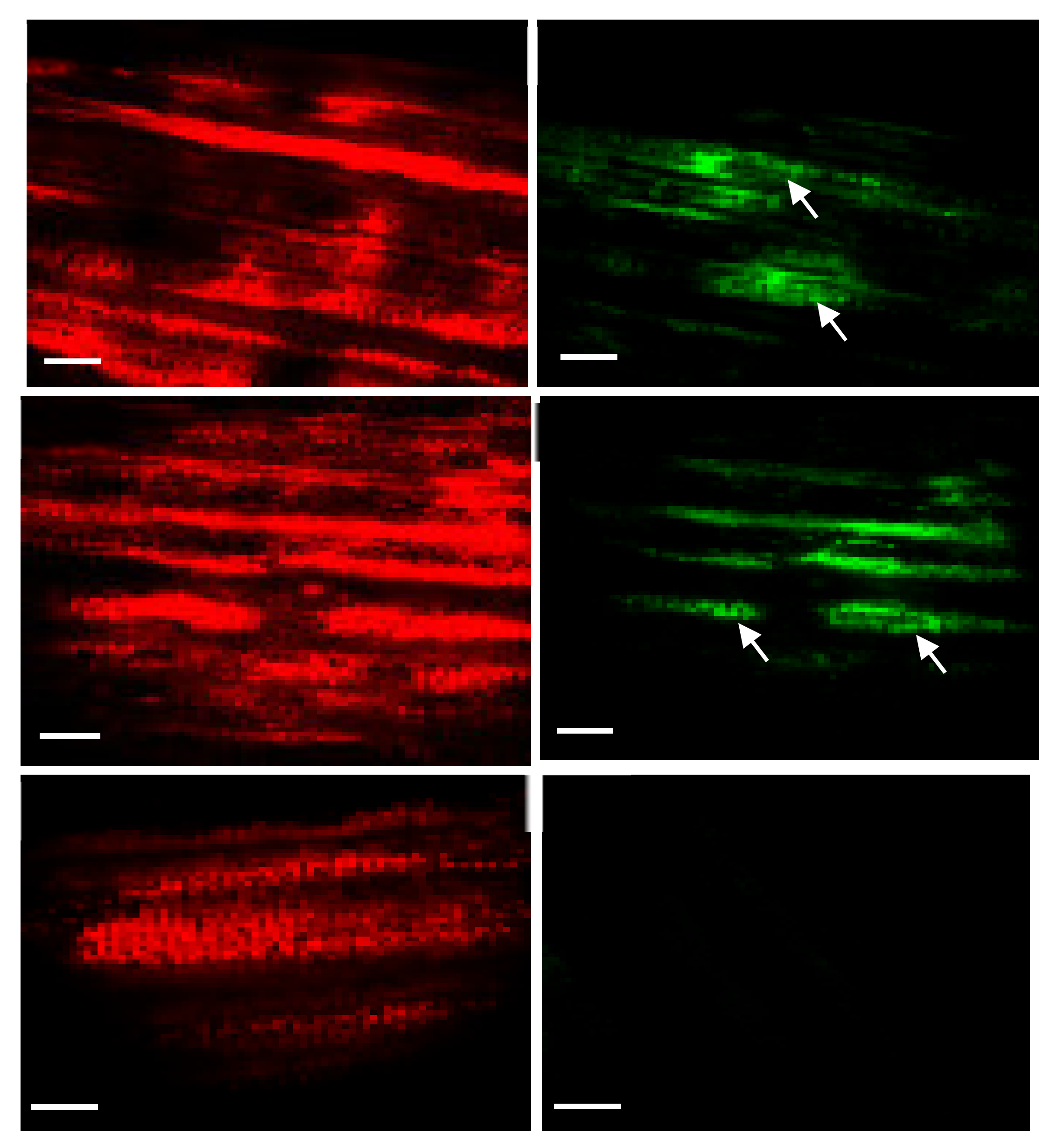 Plants 10 00026 g007