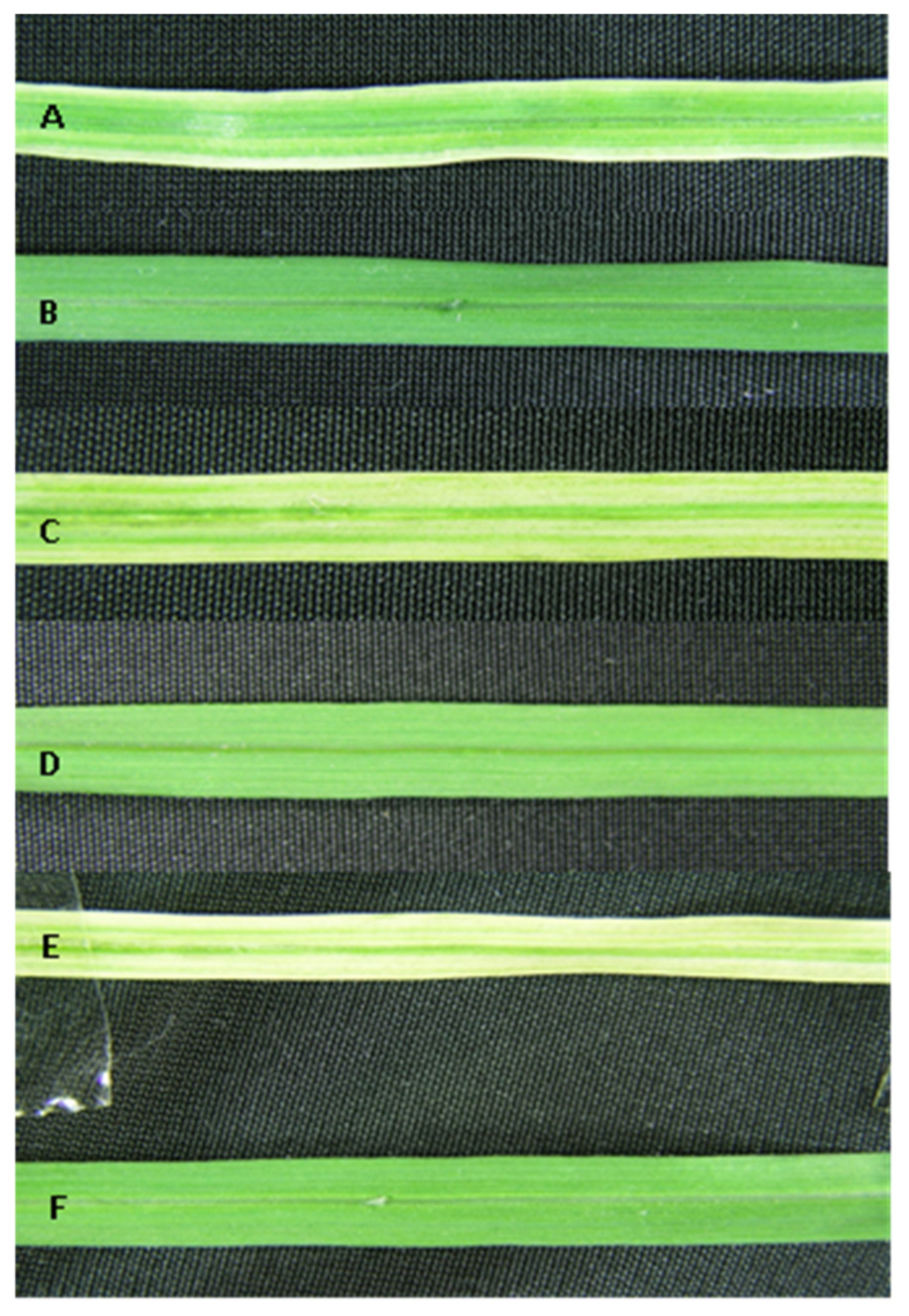 Plants 10 00026 g008