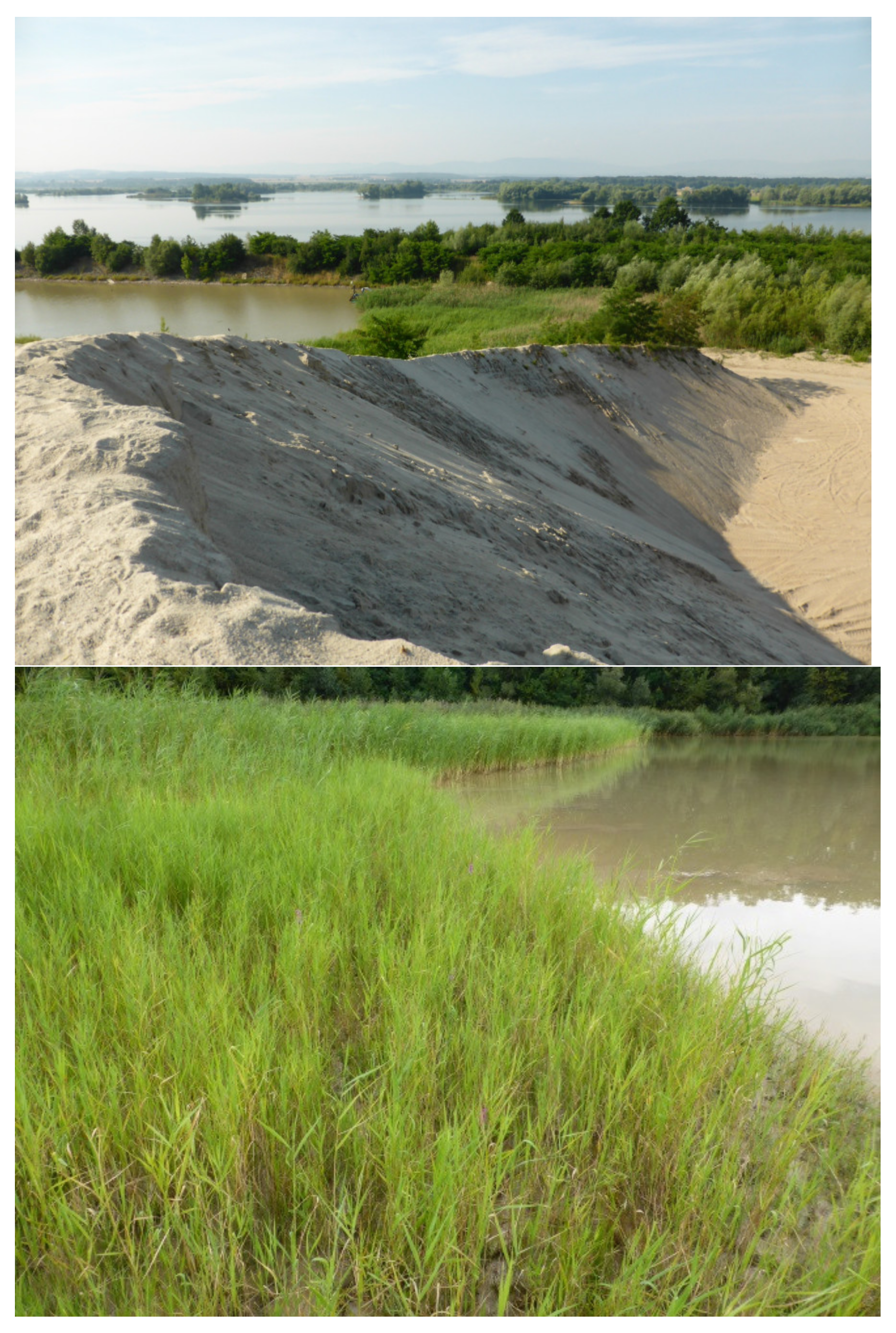 Plants 10 00040 g0a3