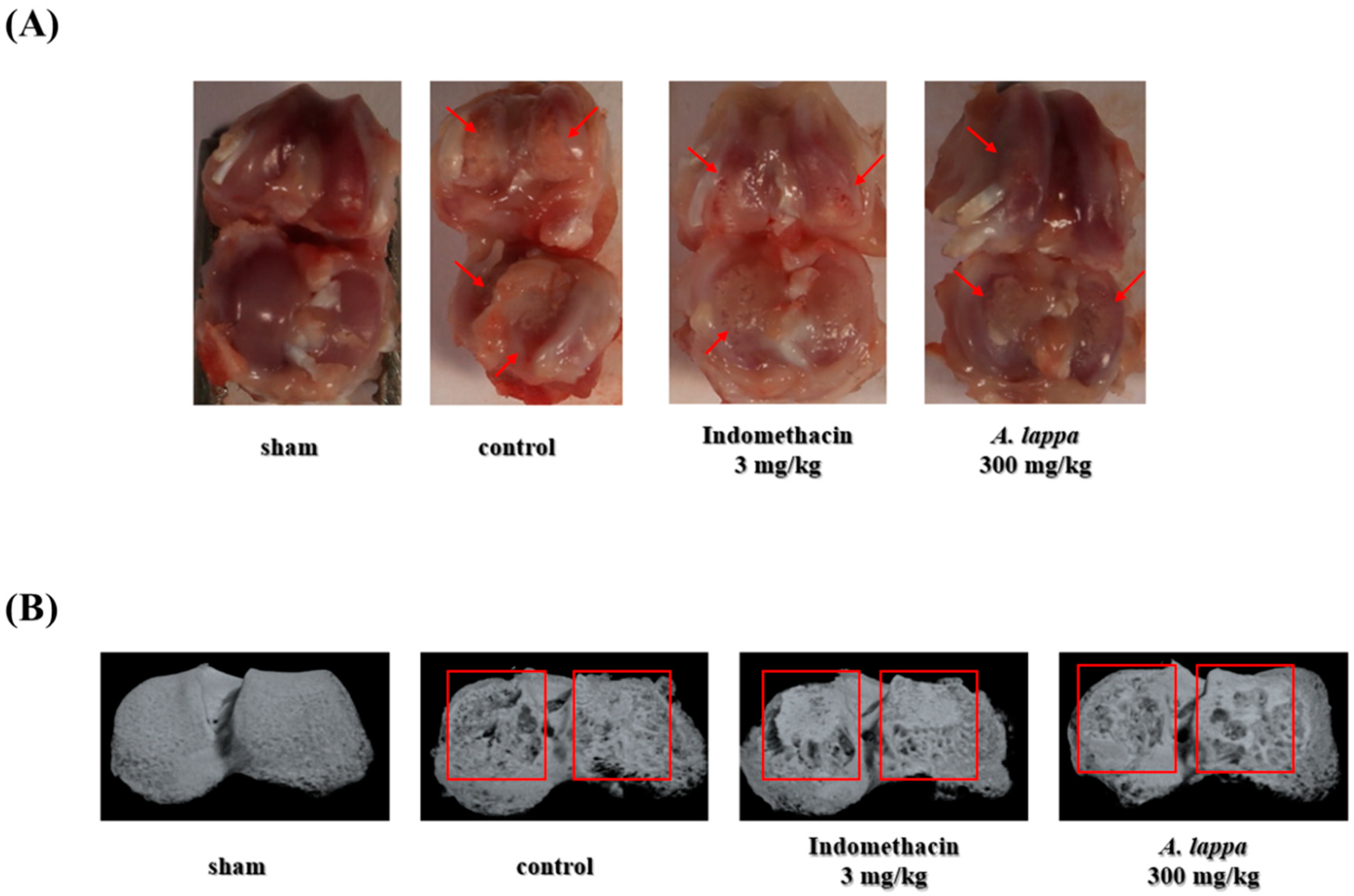Plants 10 00042 g003