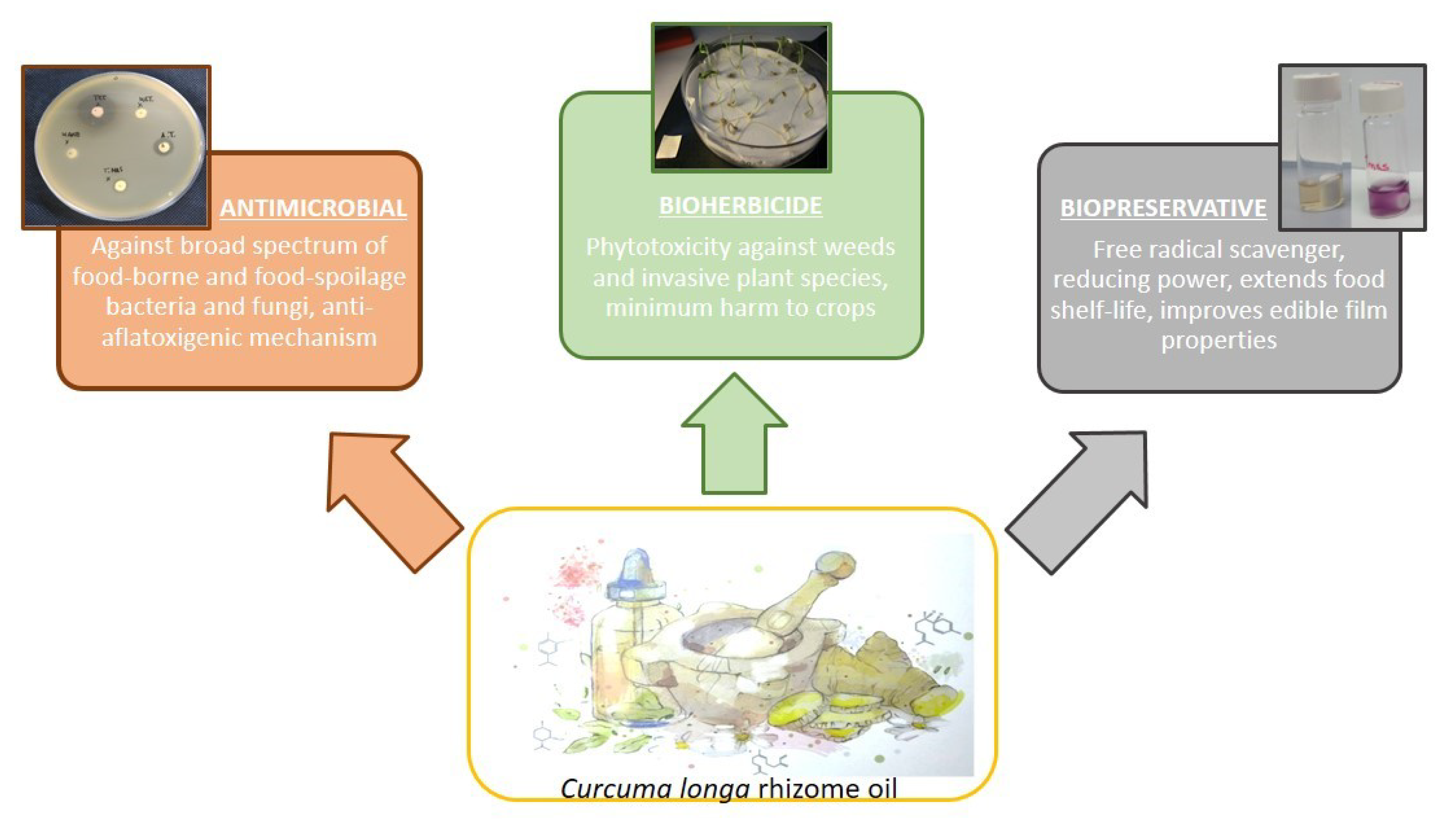 Plants 10 00044 g002