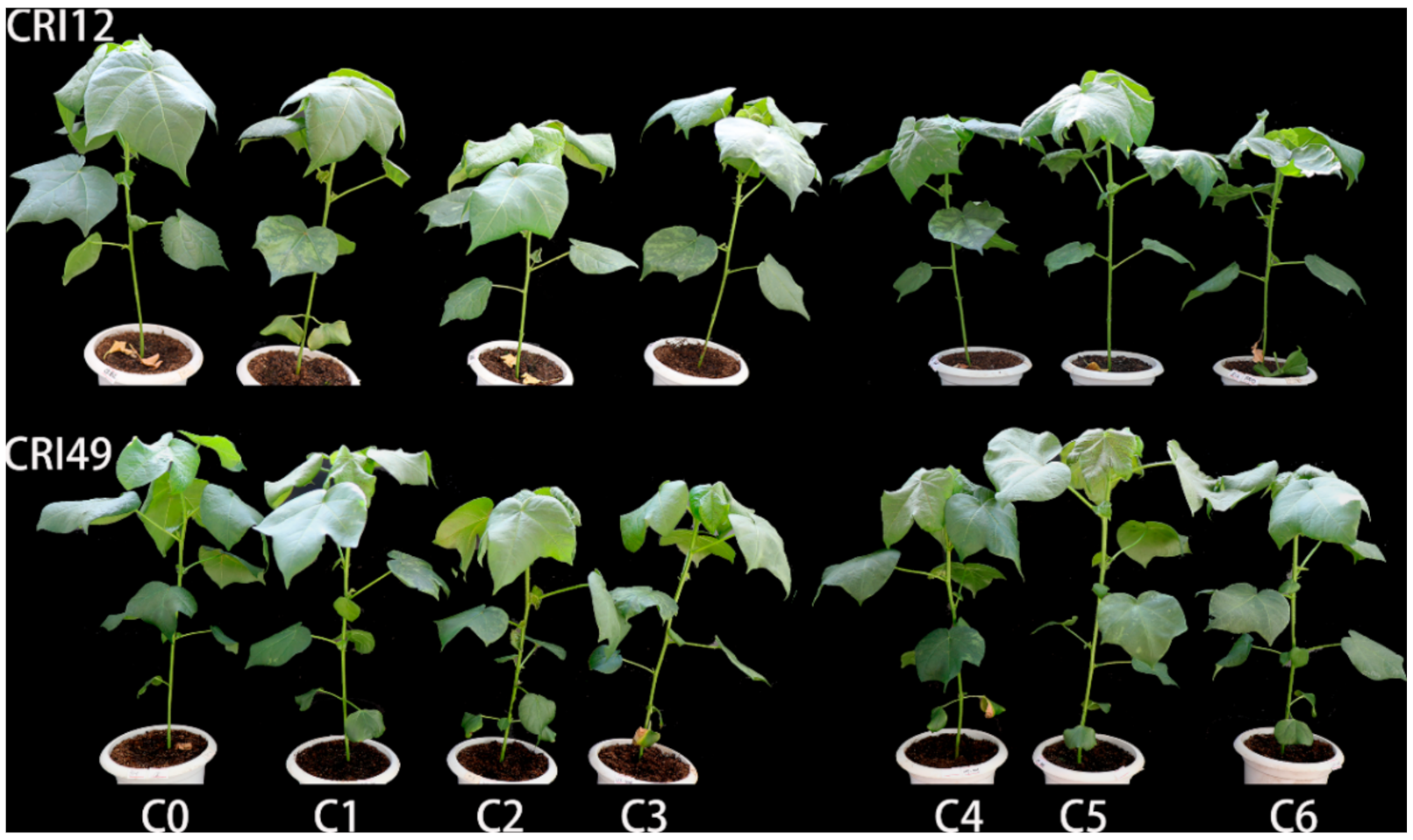 Plants 10 00049 g003