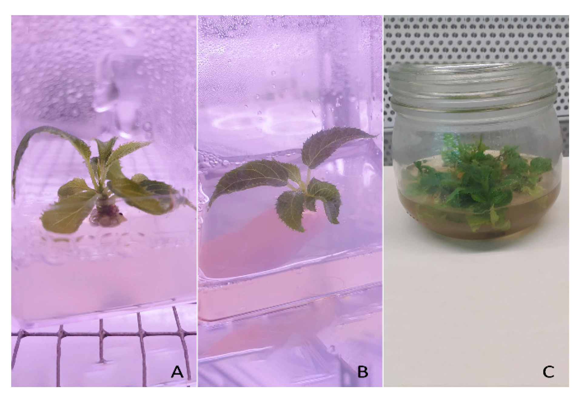 Plants 10 00062 g007