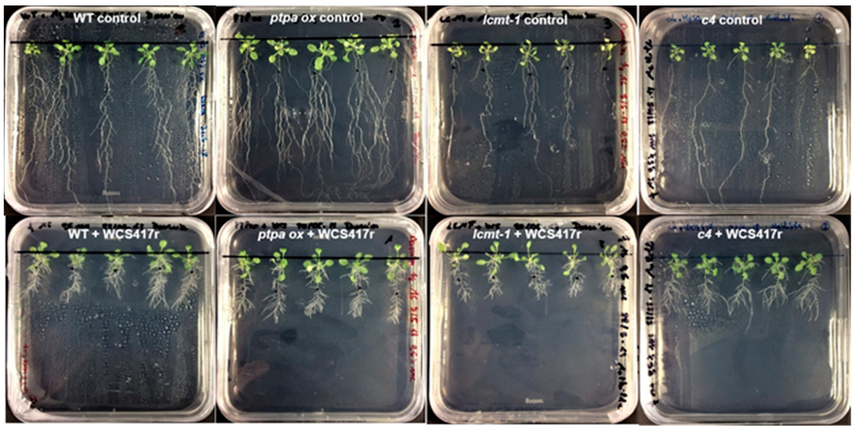 Plants 10 00066 g003 Plants 10 00066 g003