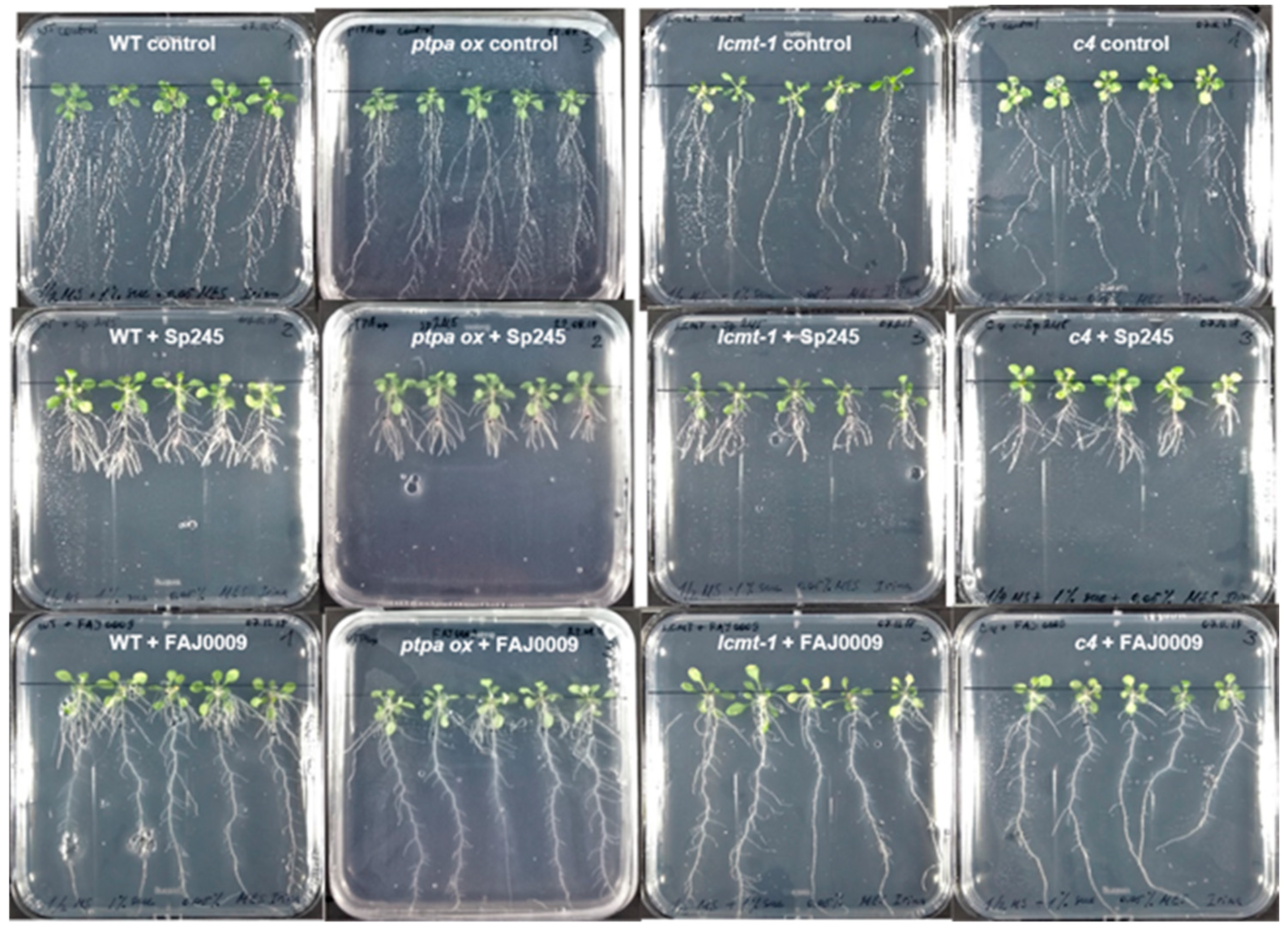 Plants 10 00066 g007 Plants 10 00066 g007