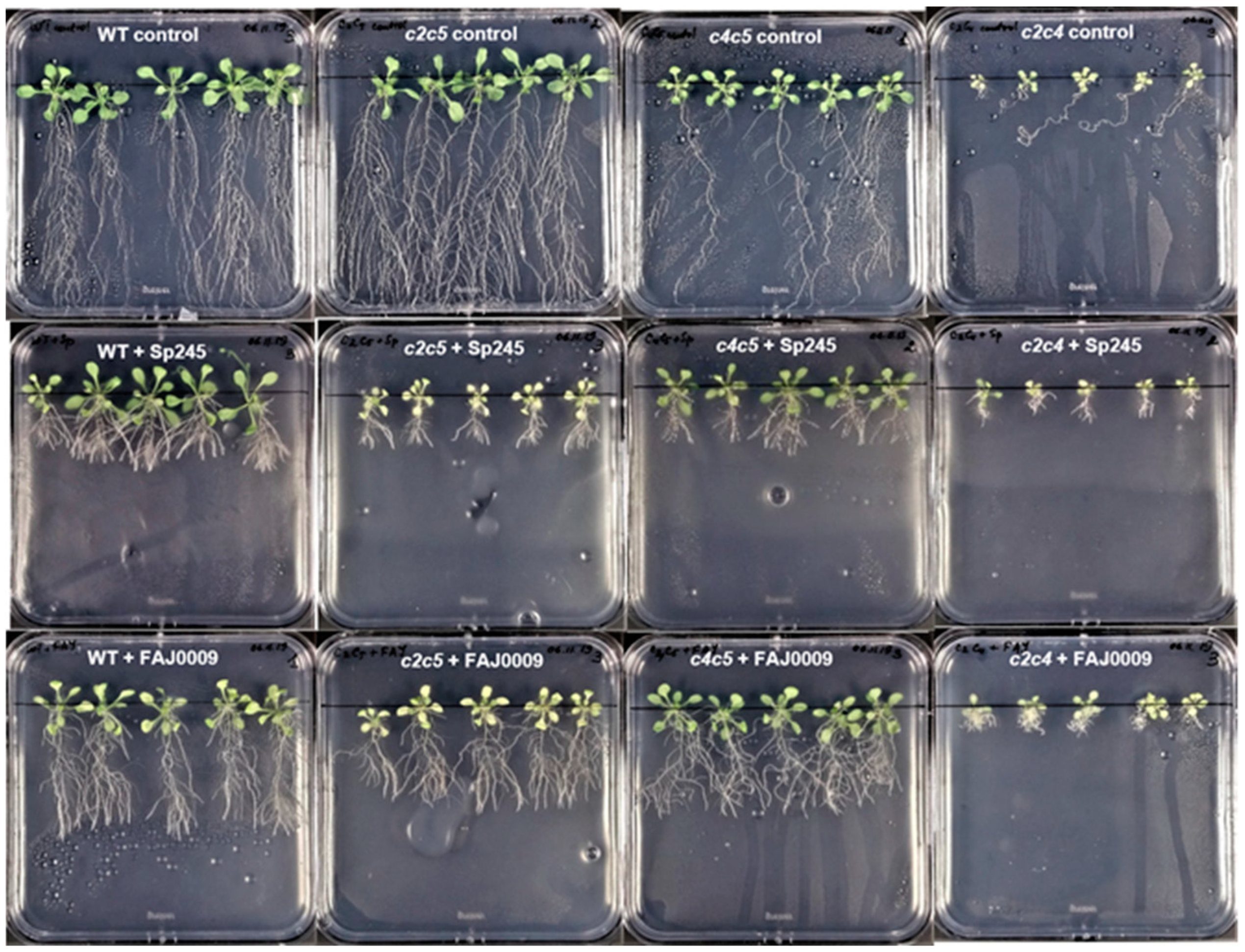 Plants 10 00066 g009 Plants 10 00066 g009