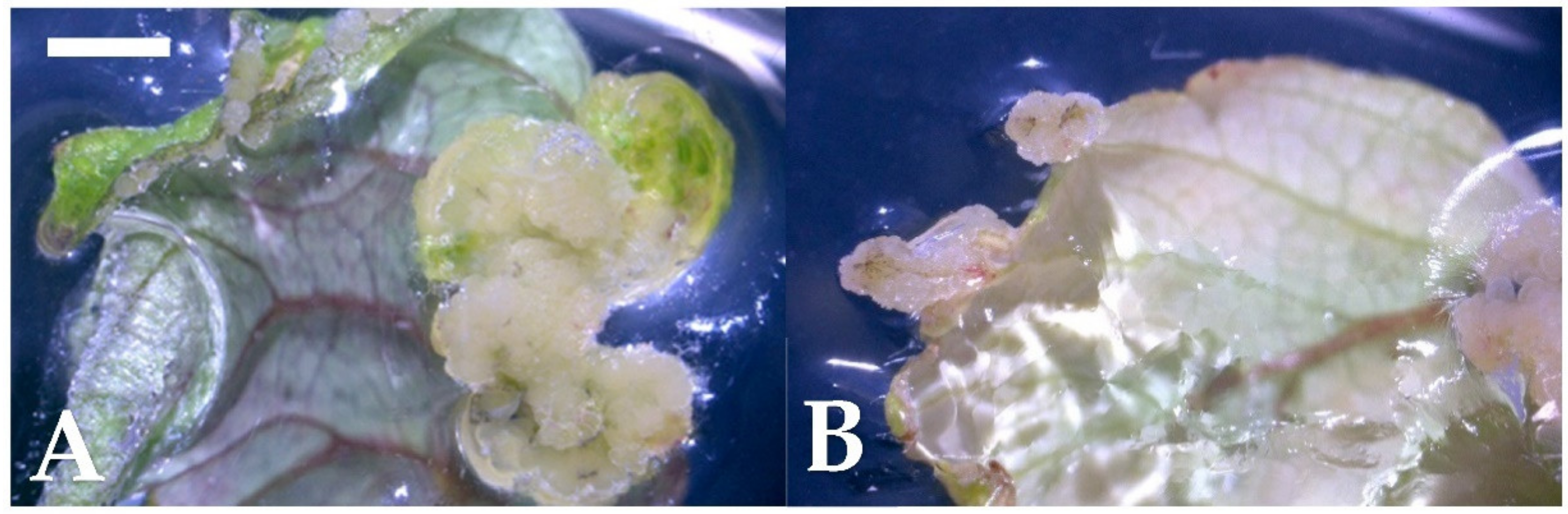 Plants 10 00067 g001