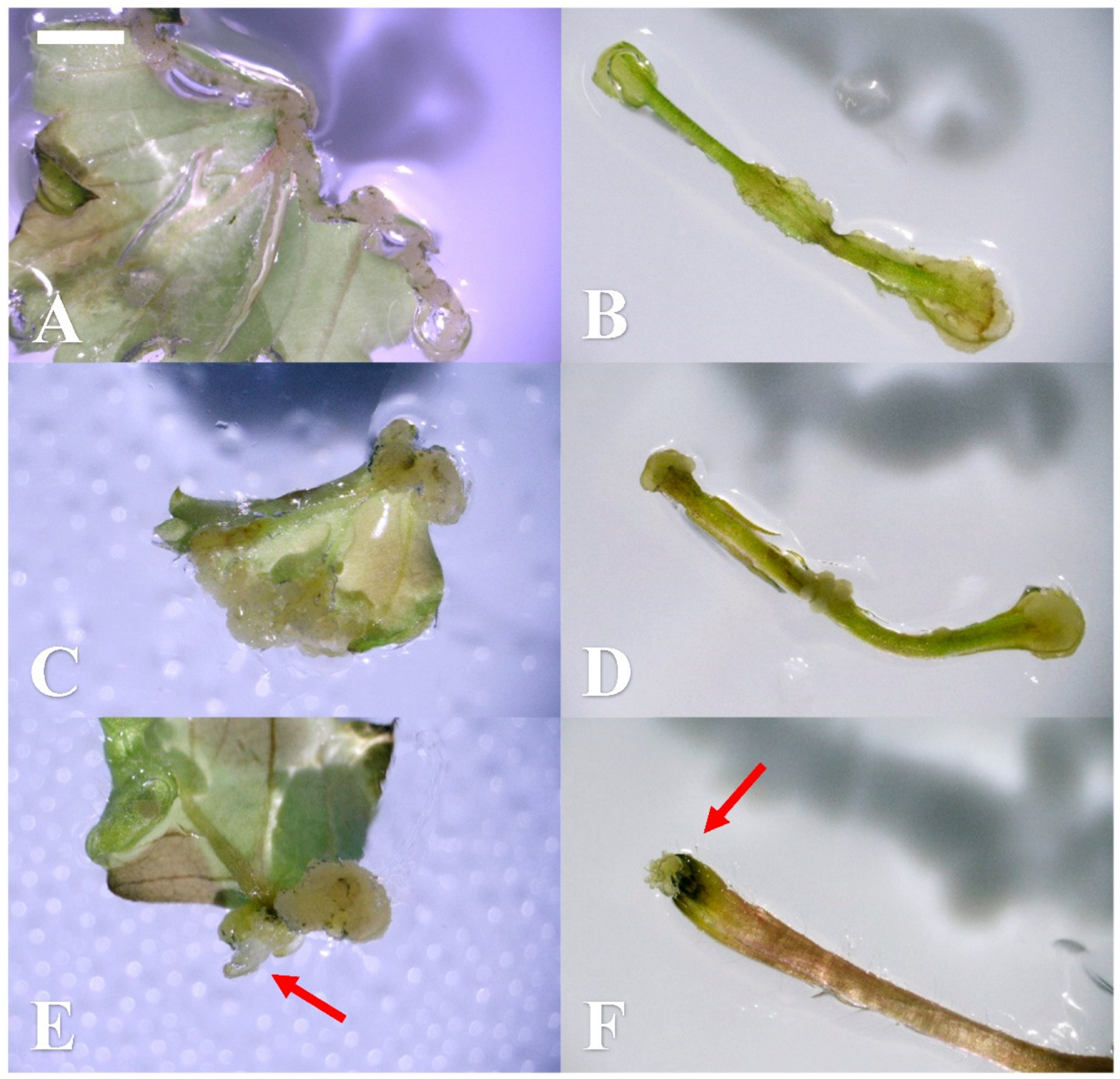 Plants 10 00067 g002