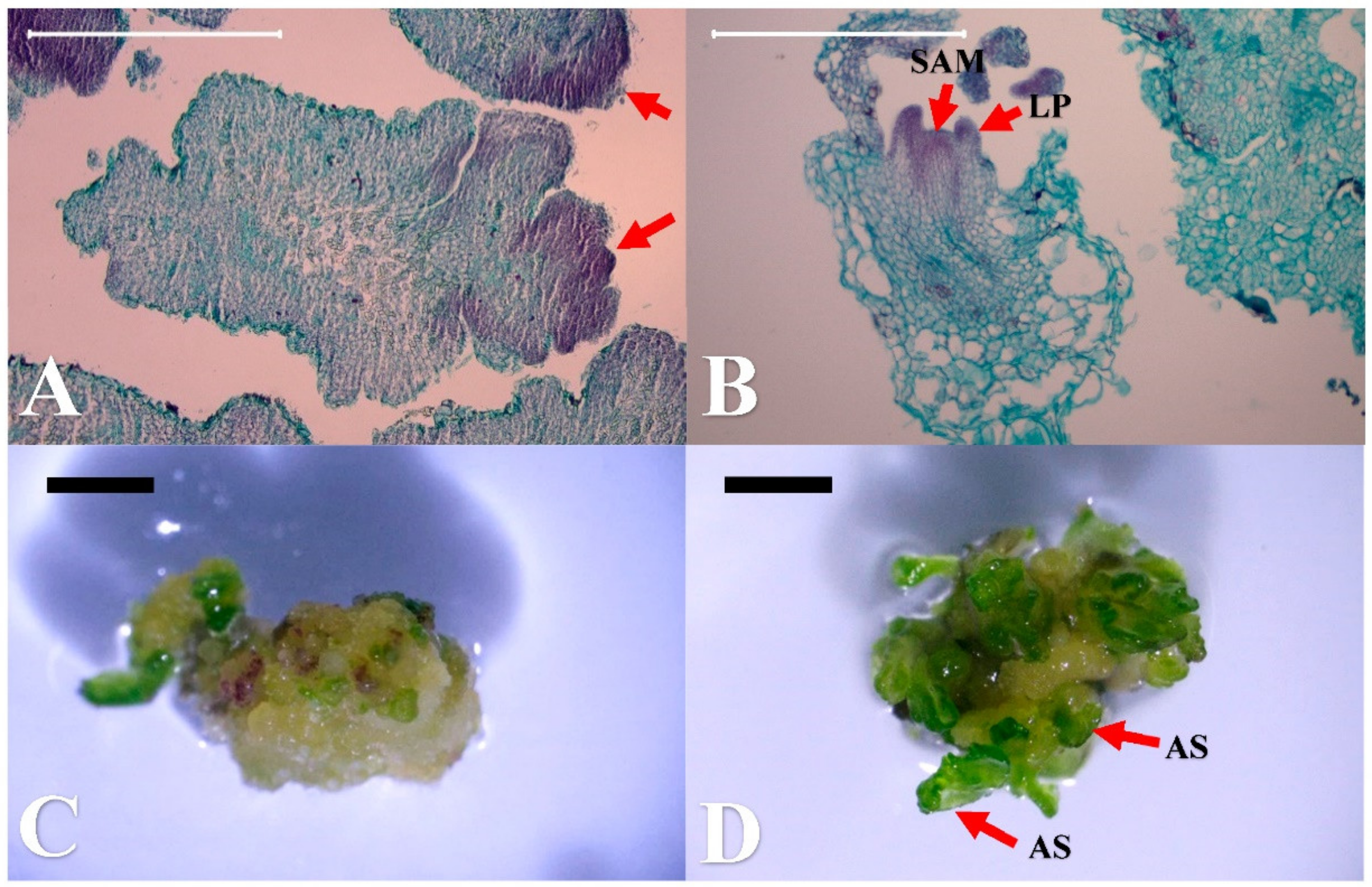 Plants 10 00067 g003